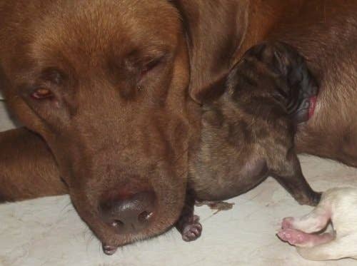 How to Help a Dog Produce More Milk for Her Puppies