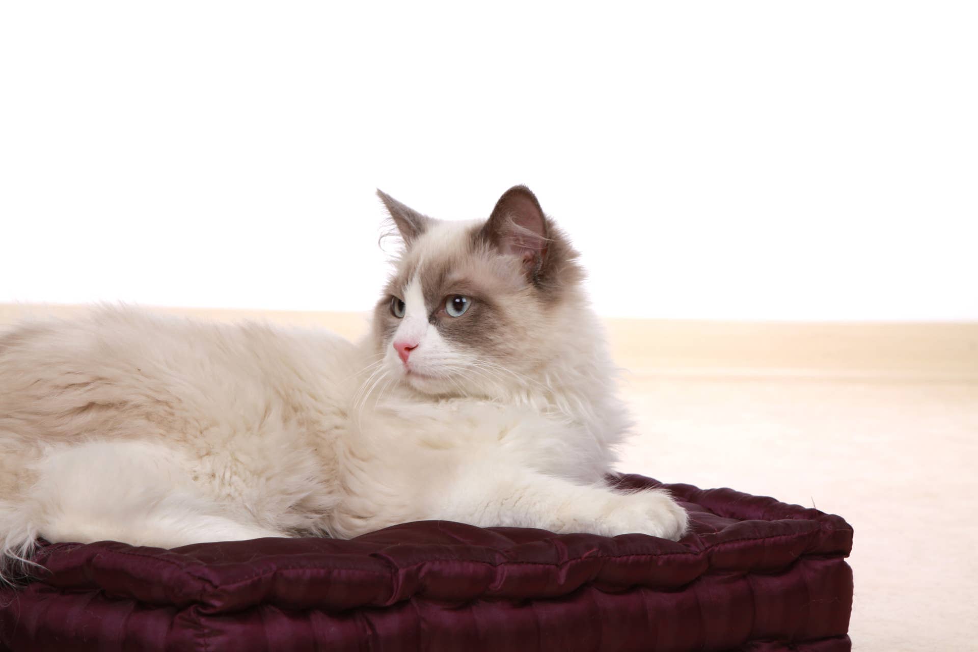 Precious Ragdoll Kitten Taking First Drink From Fountain Tumbles Right In
