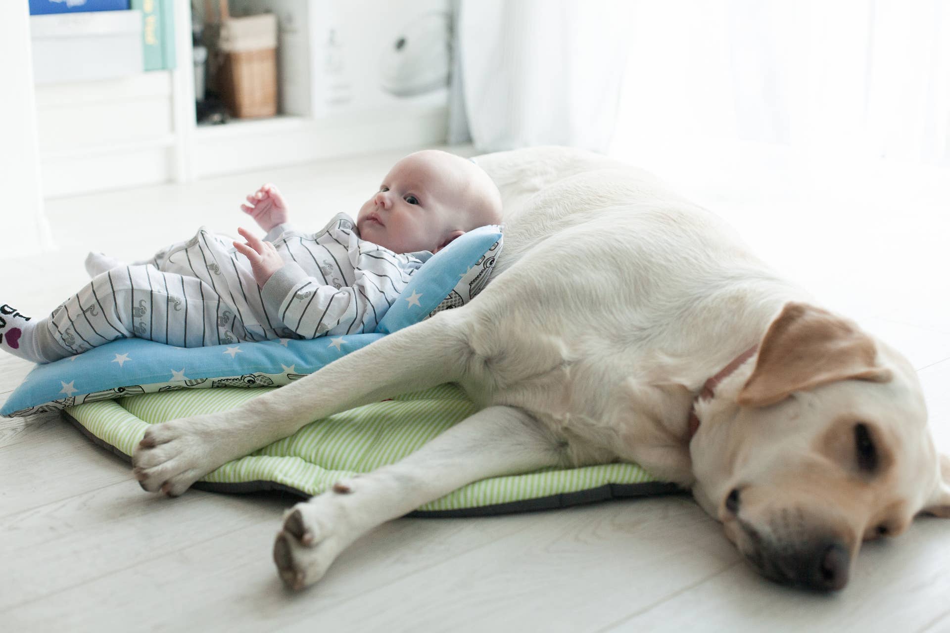 Golden Retriever överöser mänsklig bebis med mjuka fötkyssar i den ultimata kärleksuppvisningen