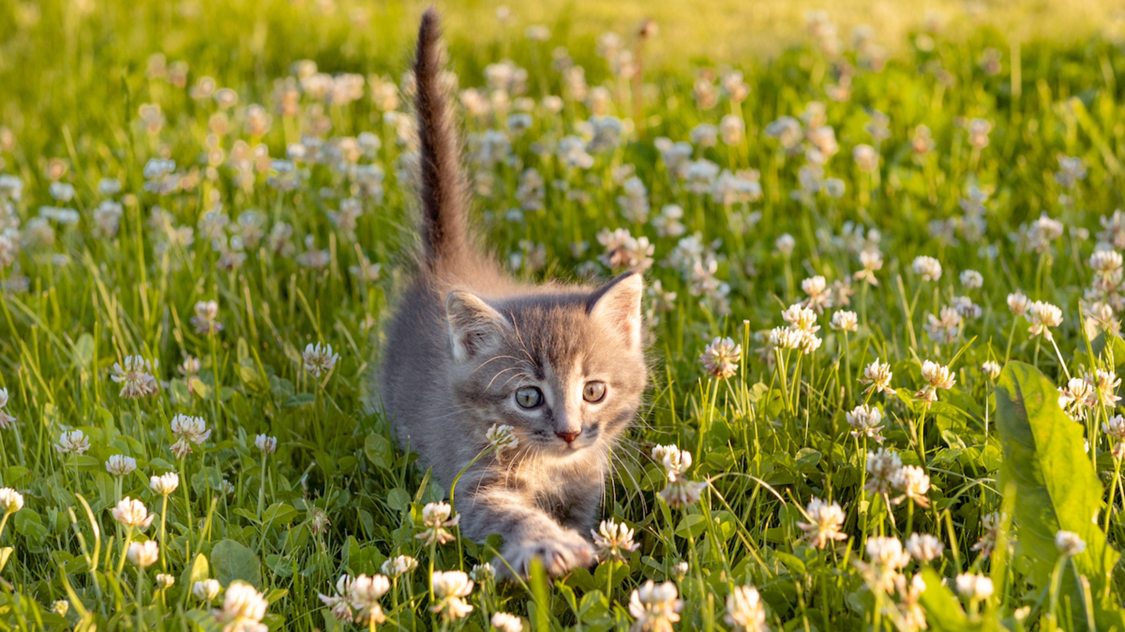 Senior Lab Mix Living Best Life As 'Fire Lookout Dog' in Rugged Montana ...