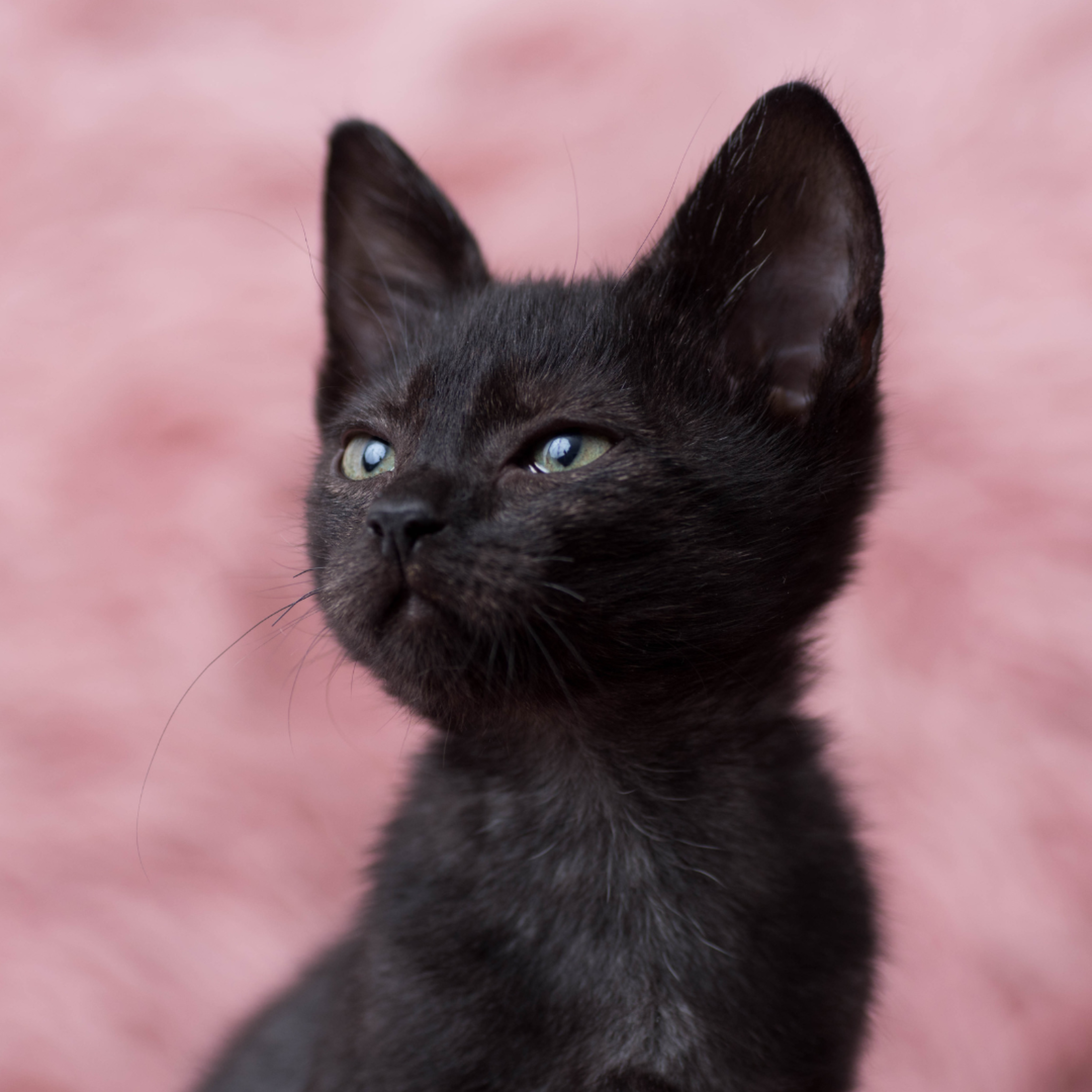 Black Cat Dutifully Checking Up on Tiny Kitten Sibling Is As Sweet As Can  Be - PetHelpful, image size:3840x3840