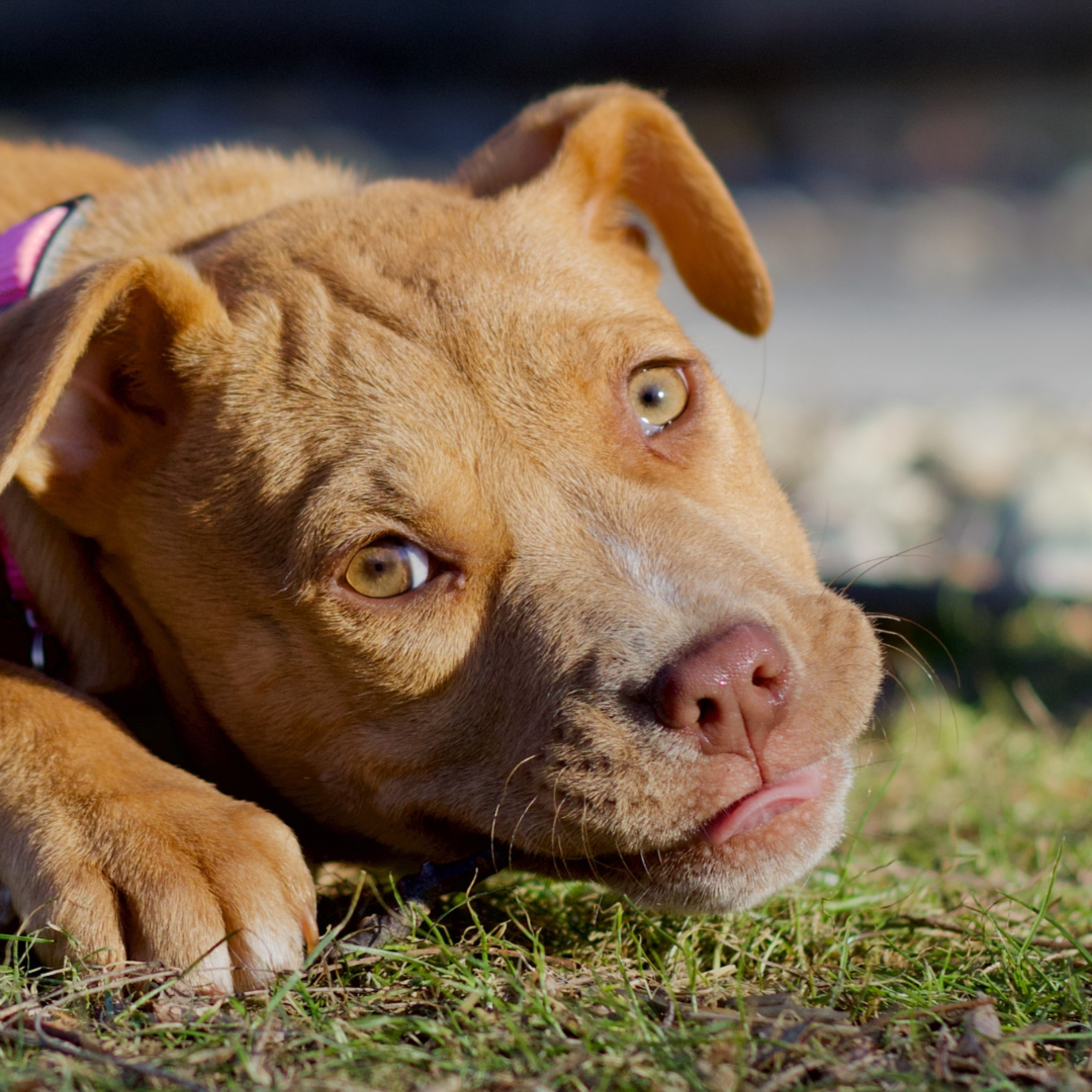 Top 10 Rat Hunting Dog Breeds - PetHelpful