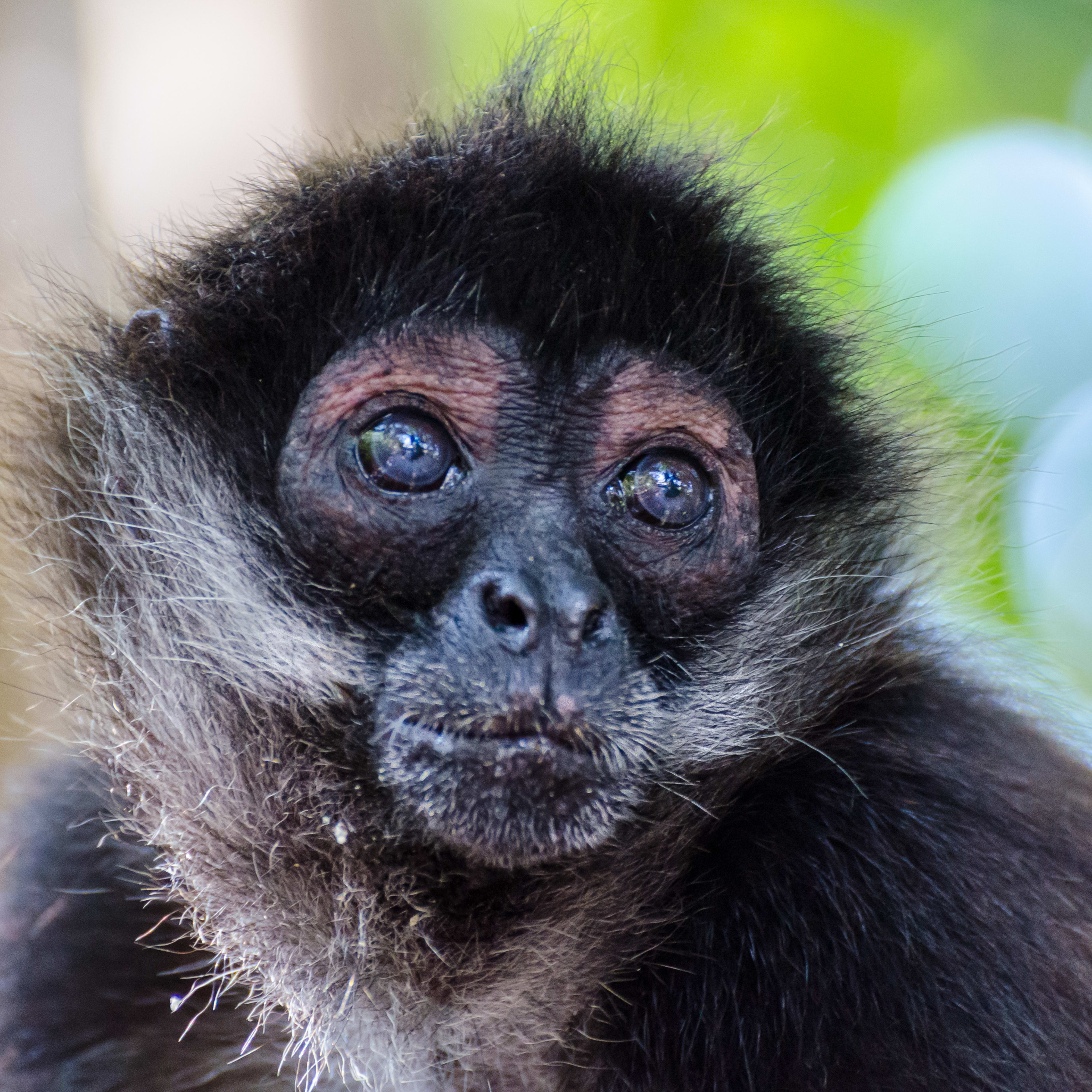 is-dollar-general-open-on-thanksgiving-2025-holiday-hours-pethelpful