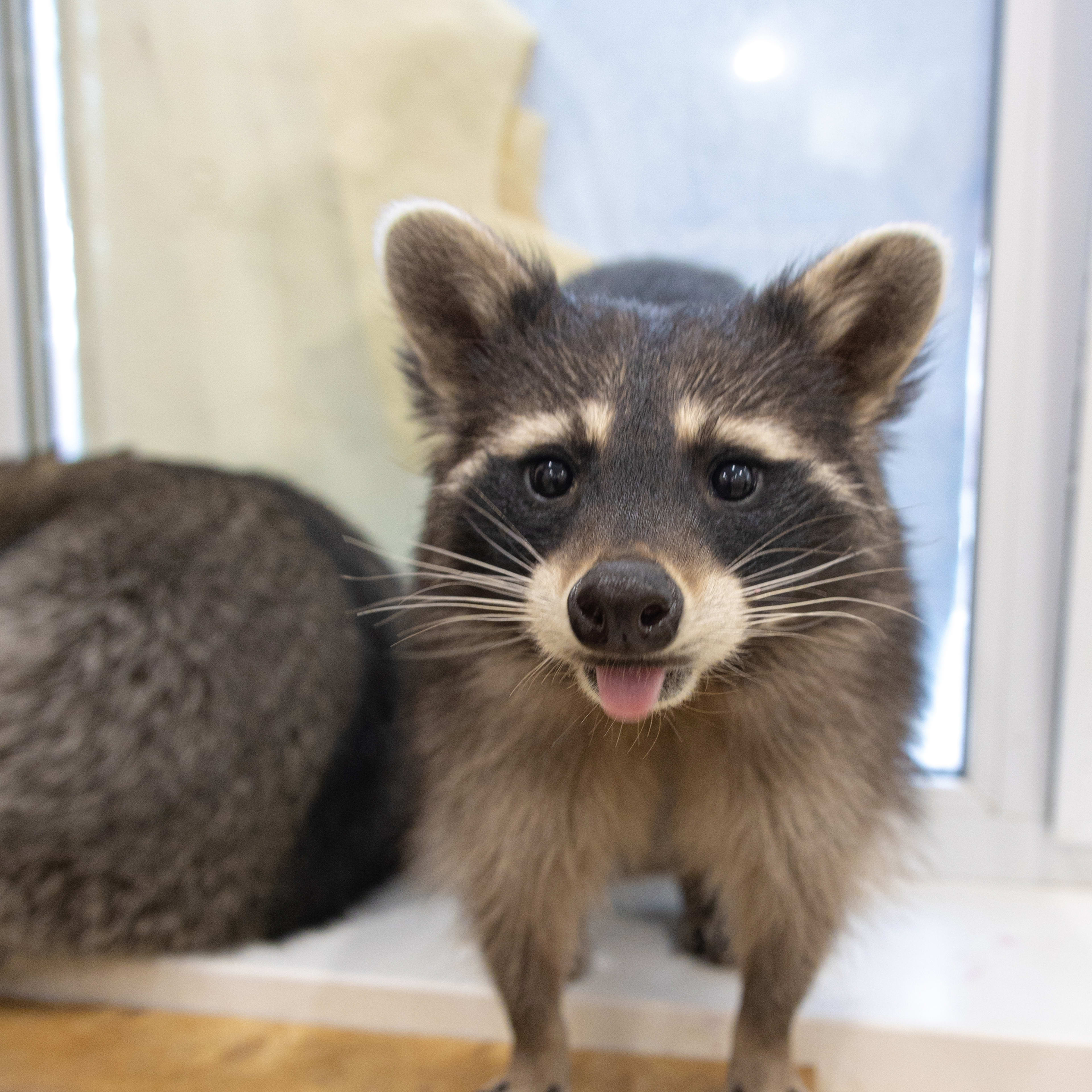 Mama Sea Otter Cradling Newborn Pup While She Floats Is So Sweet People ...