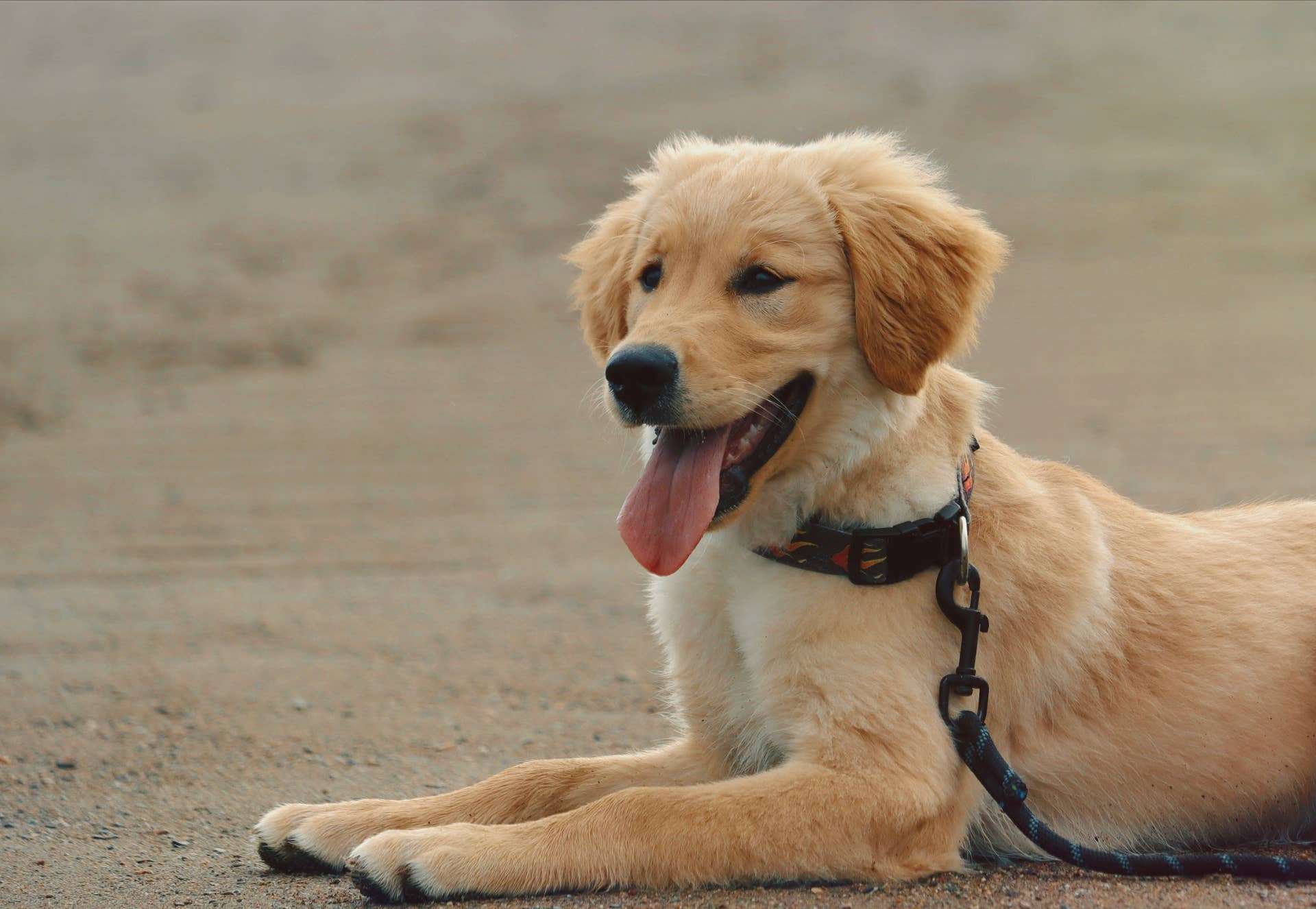 8-Month-Old Golden Retriever Puppy Becomes a ‘Stubborn Teenager,’ and ...
