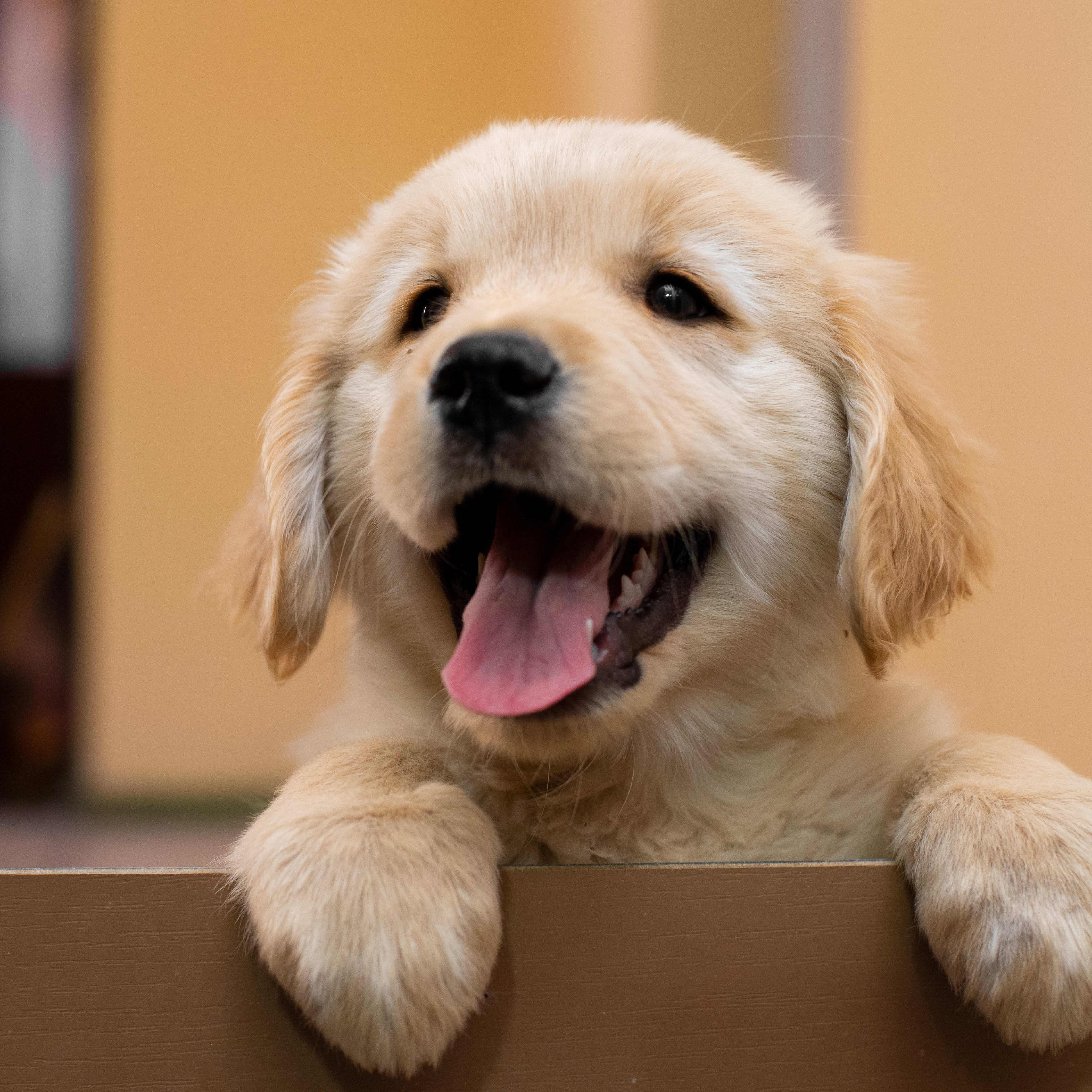 Golden Retriever Puppy vs. Cauliflower Might Be the Cutest Standoff You’ll See Today