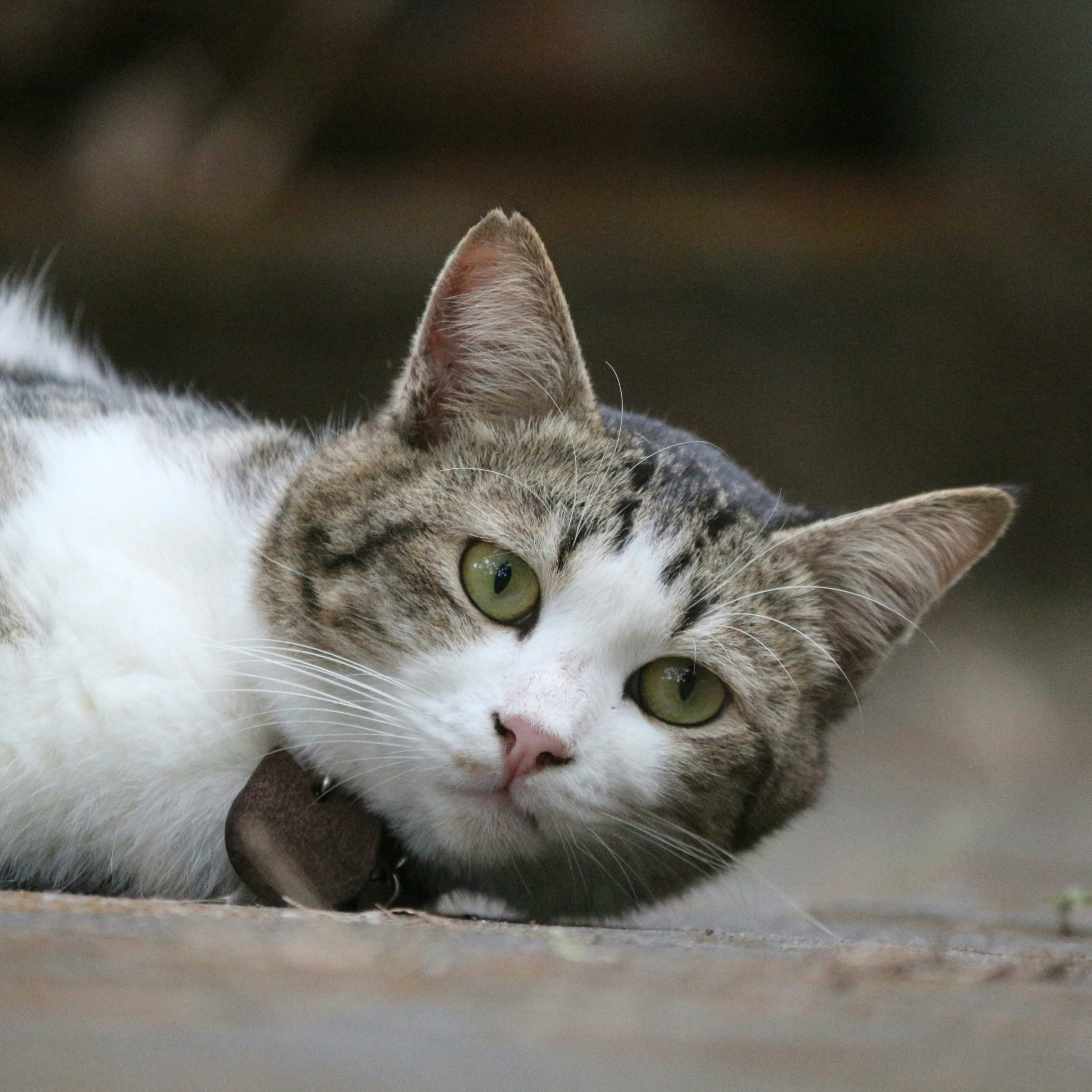 10 Most Common Pets in the U.S. - PetHelpful