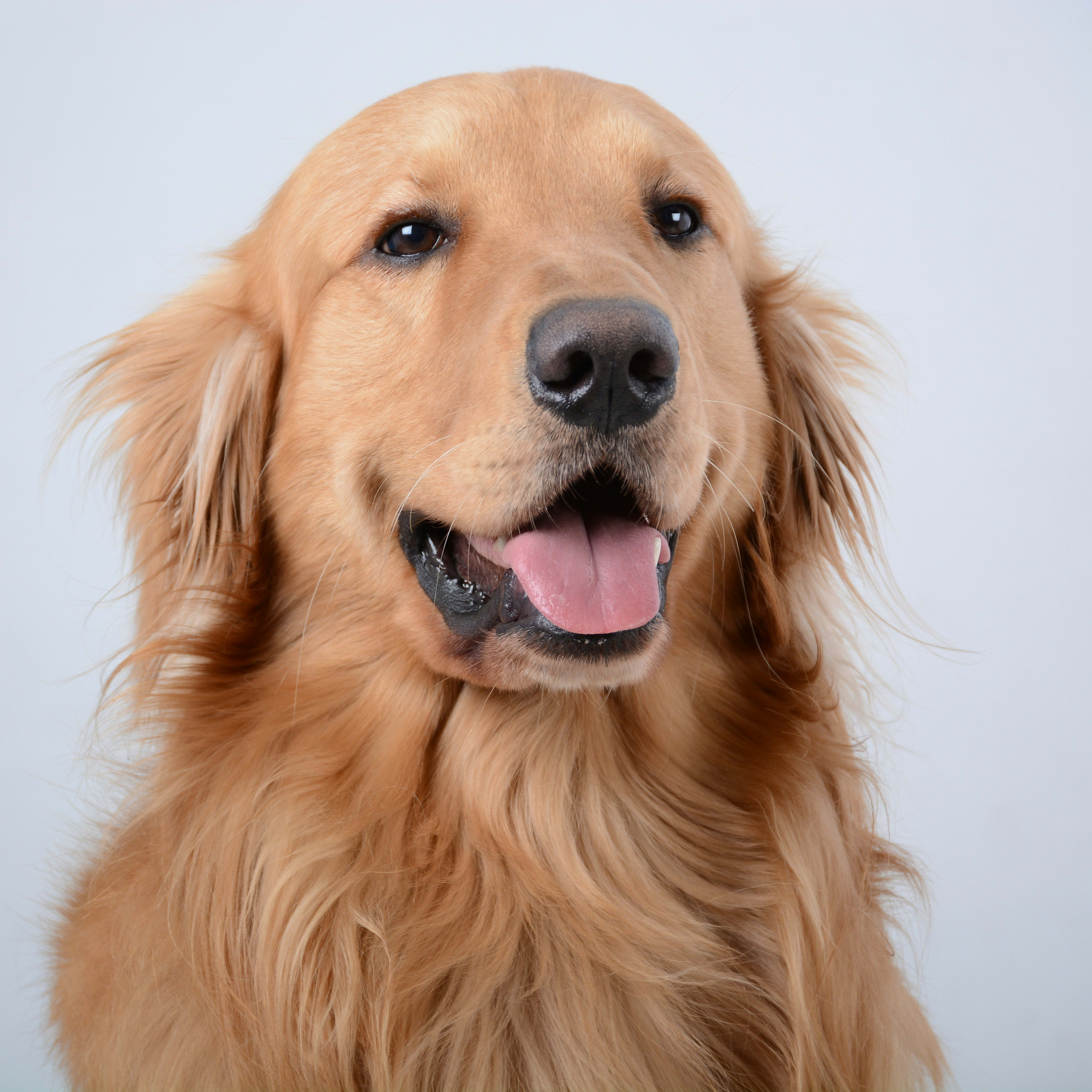 Golden Retriever Is the Ultimate Distinguished Gentleman After Trip to the Groomer