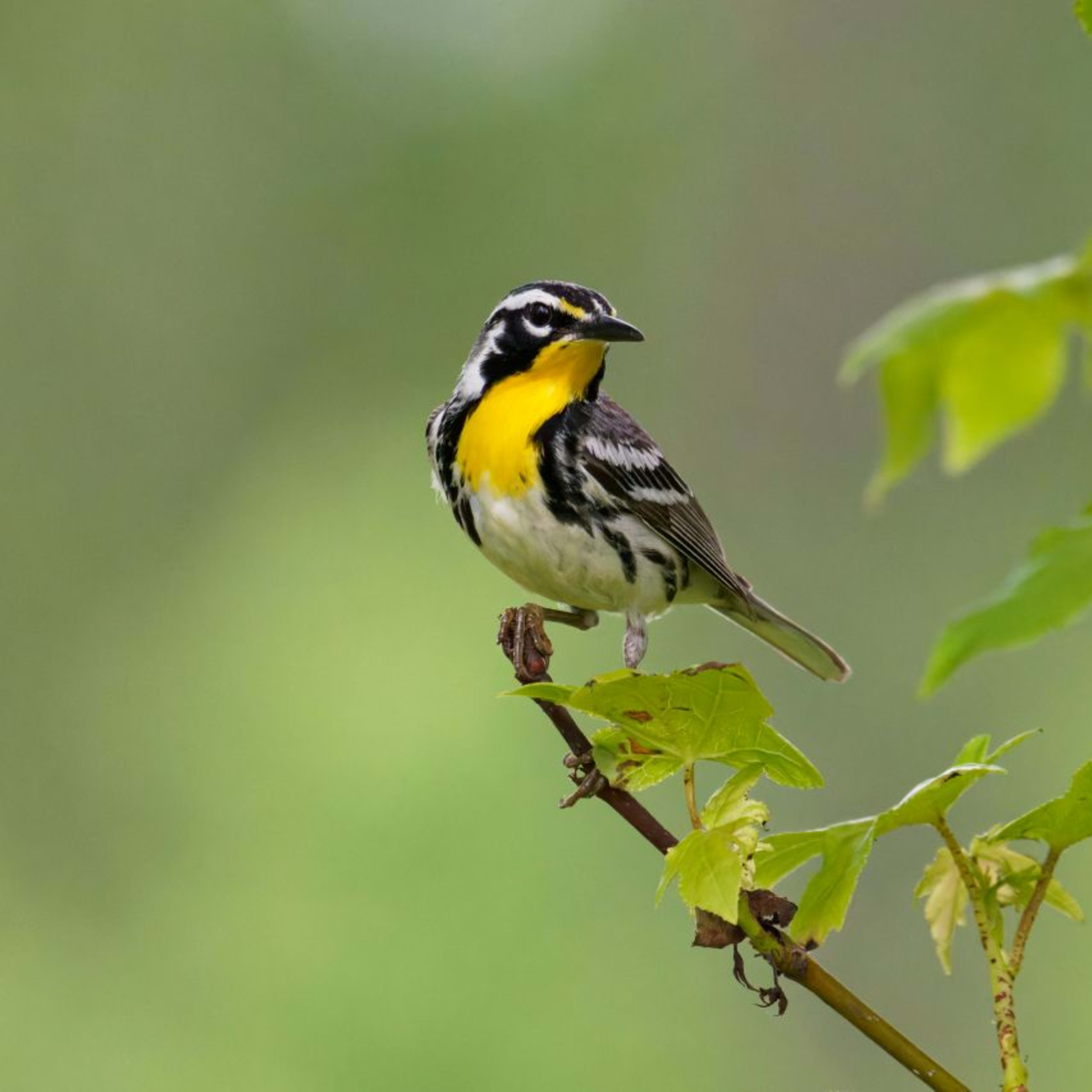 Discover How to Befriend Birds and Earn Their Trust Today!