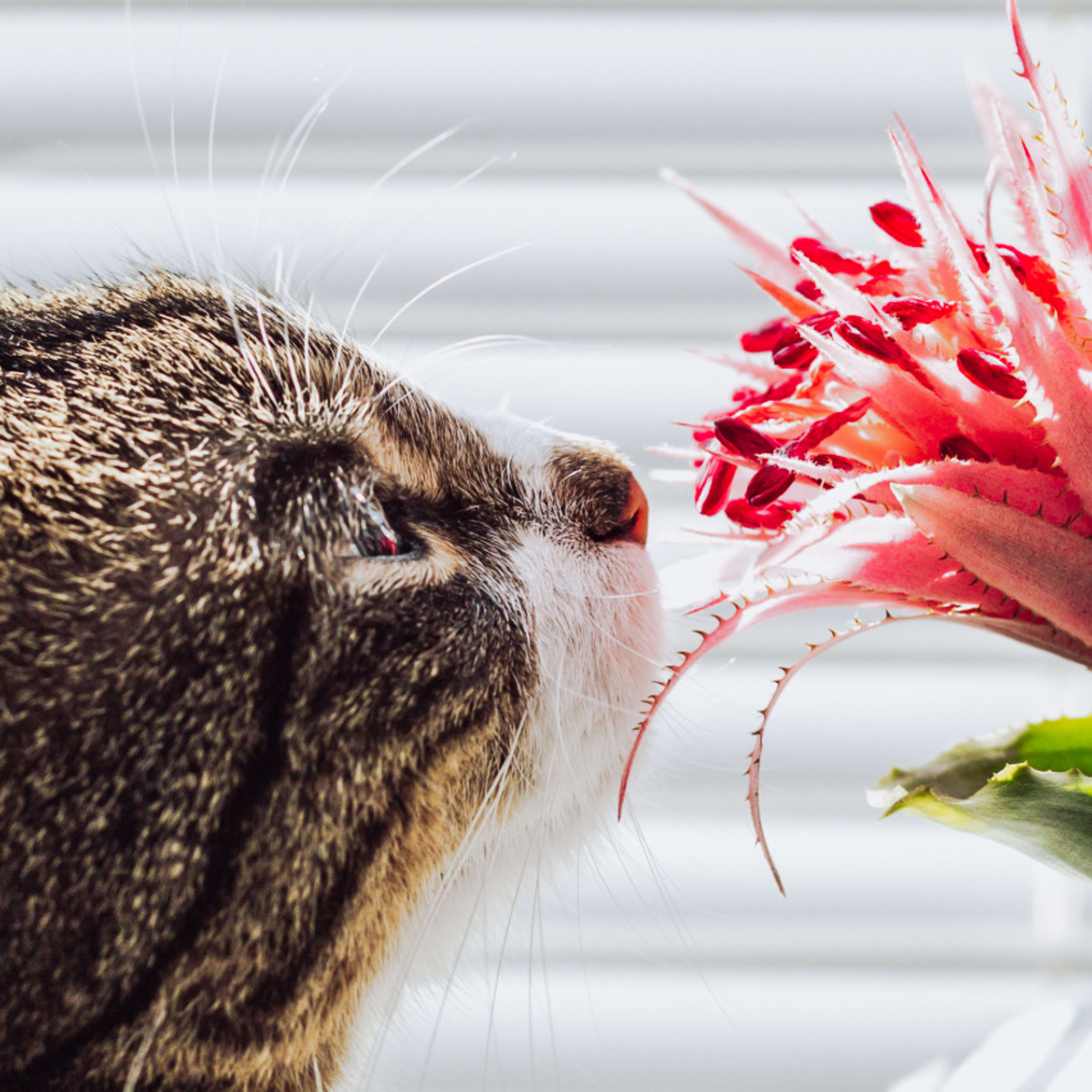 10 Houseplants Safe for Cats & Dogs (With Pictures)