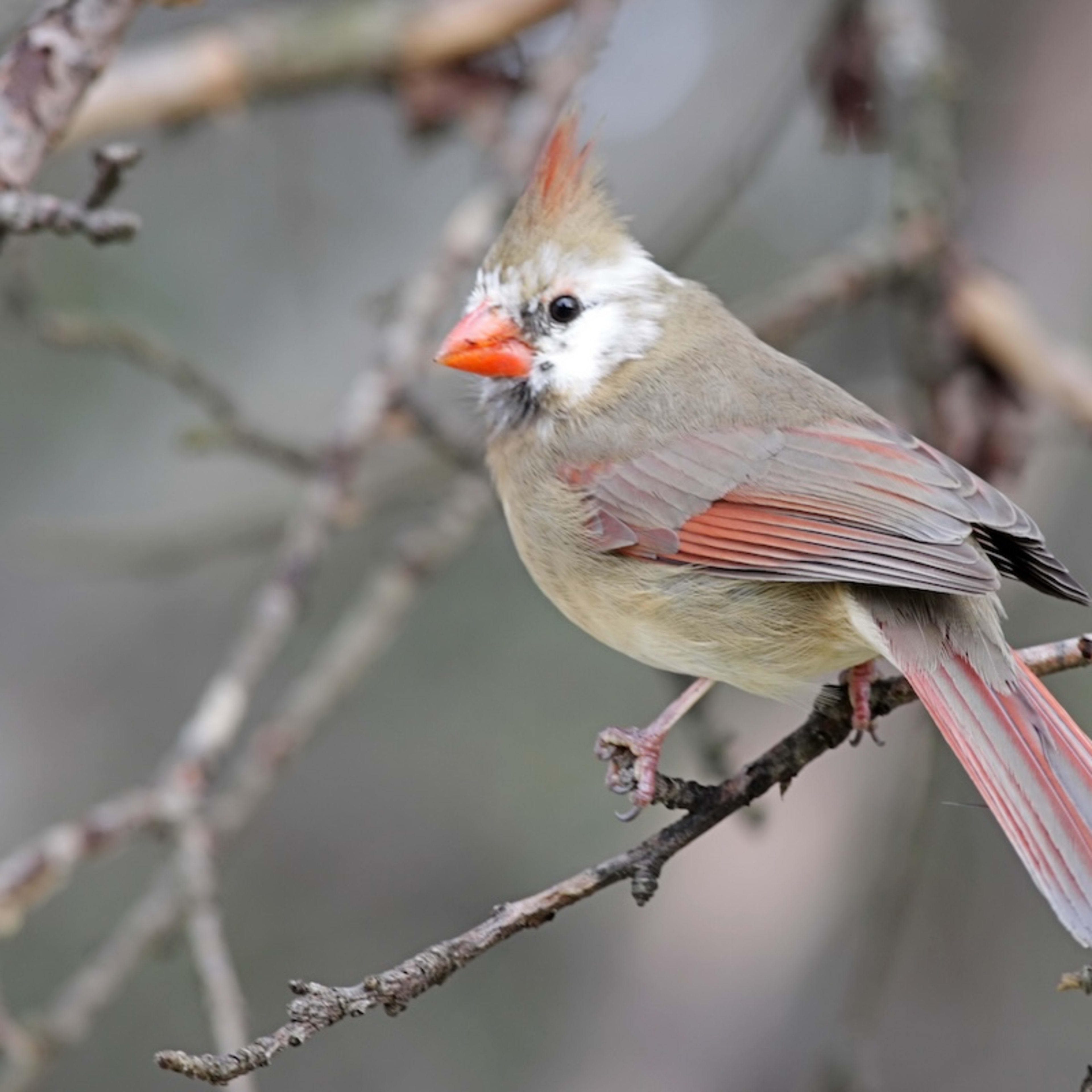 Top 10 Rat Hunting Dog Breeds - PetHelpful