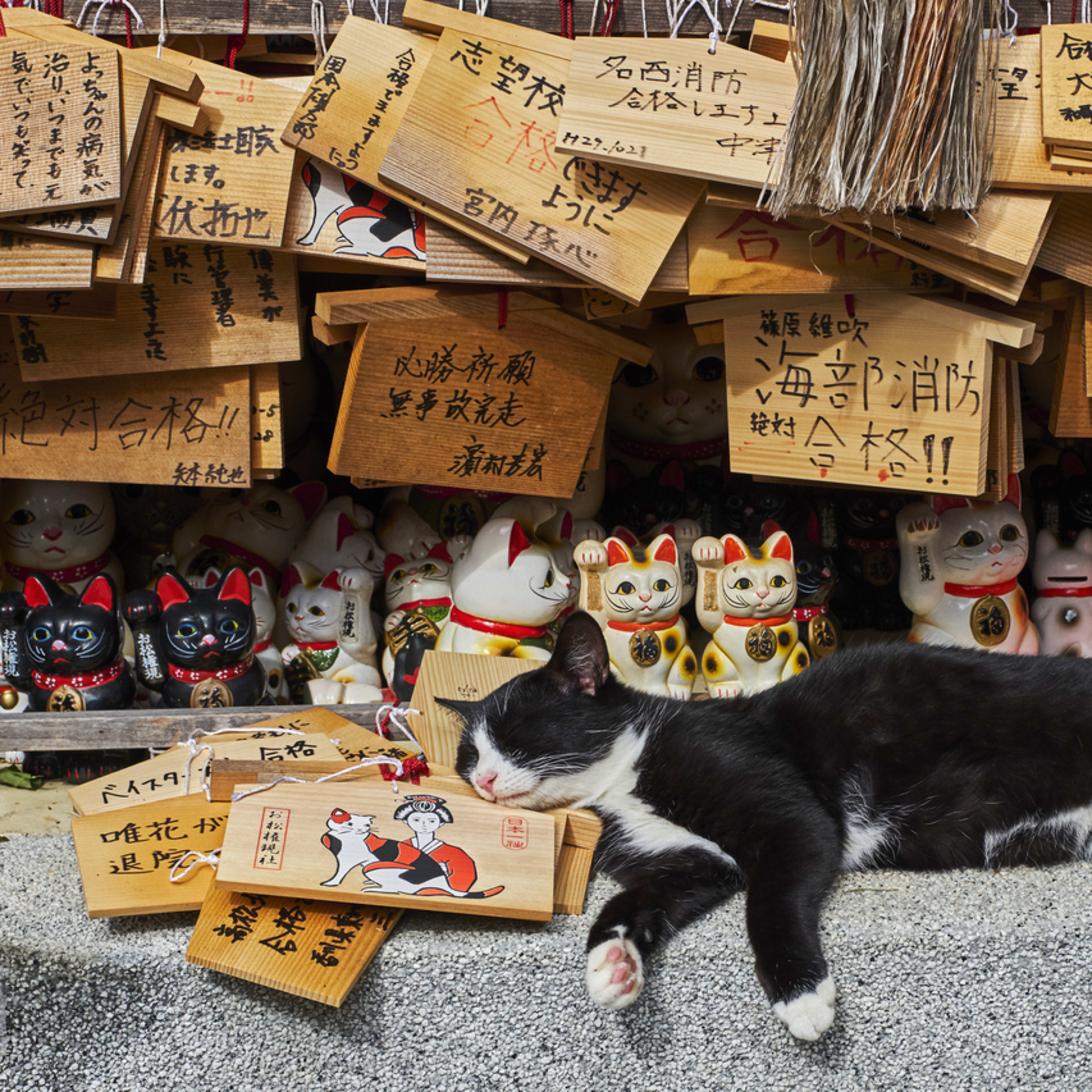 100+ Cute Japanese Cat Names for Your Pet