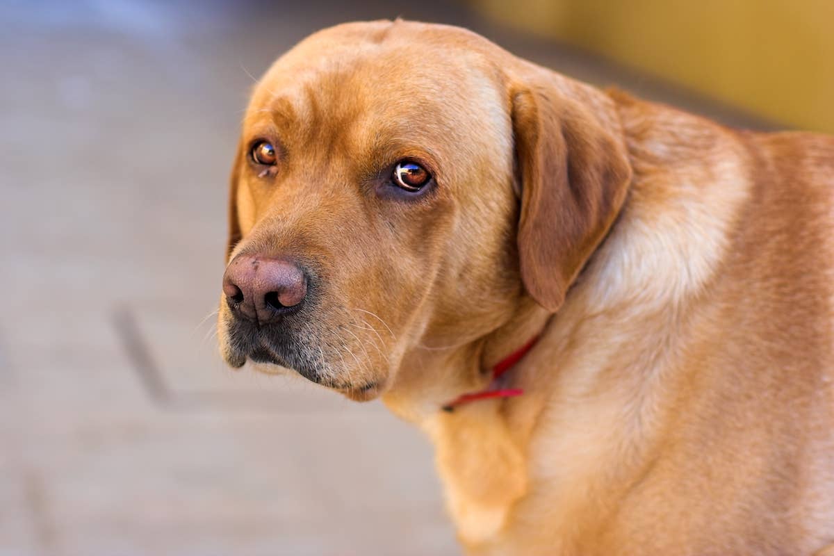 Tennessee High School Football Team's Labrador 'Tee Retriever' Is the ...