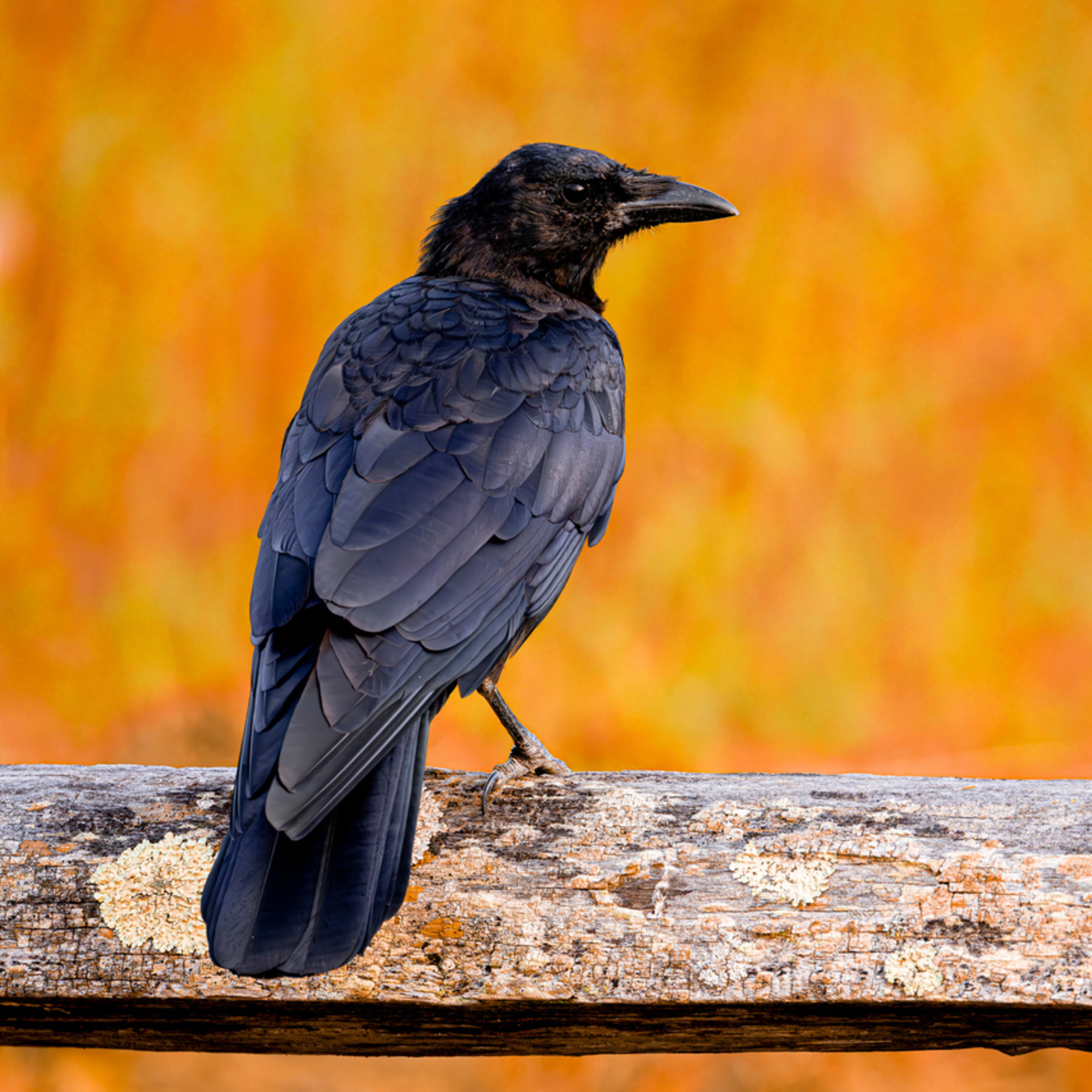 Are Pet Crows Actually Legal? Find Out!
