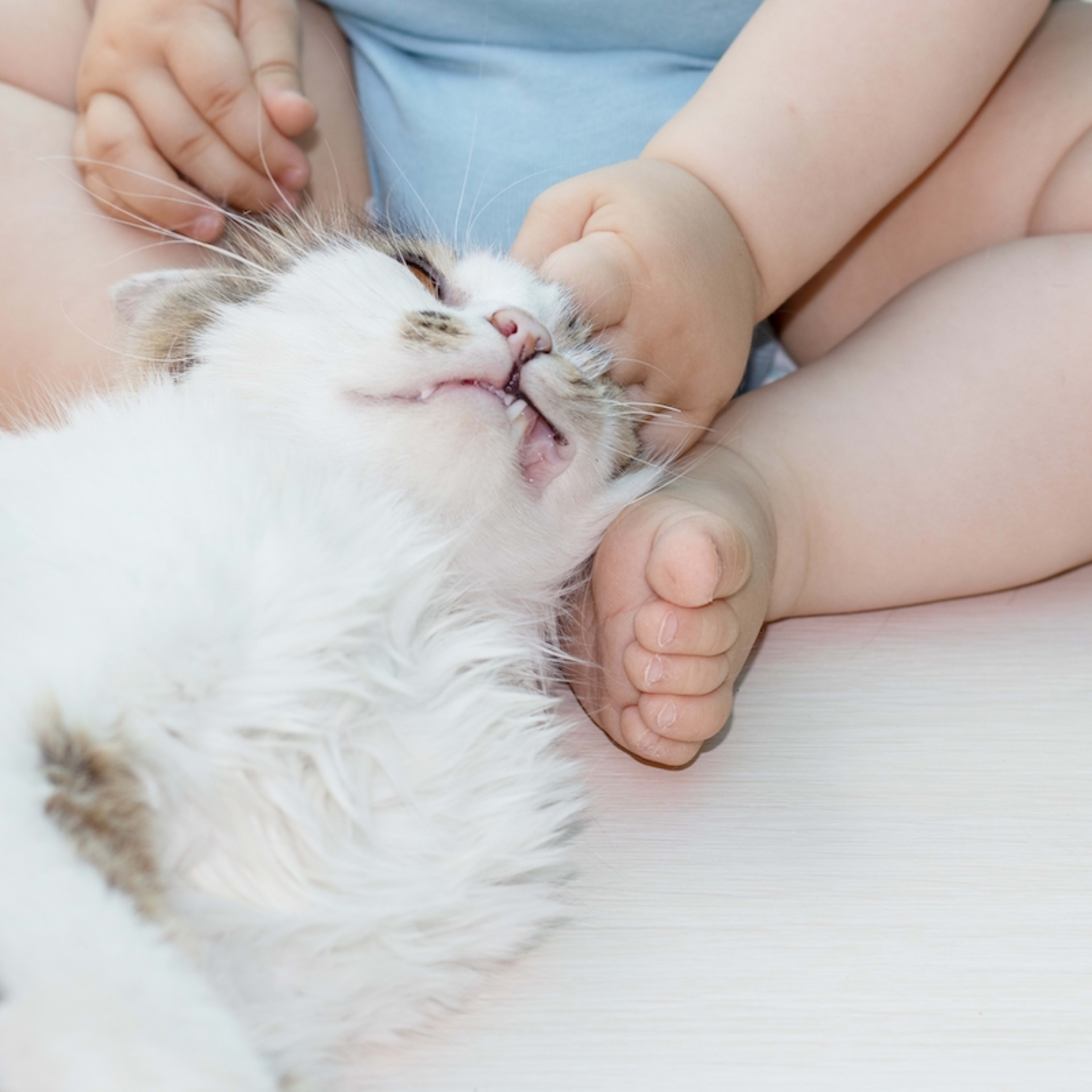 Tuxedo Cat Does Everything Possible to Avoid Getting Kisses From