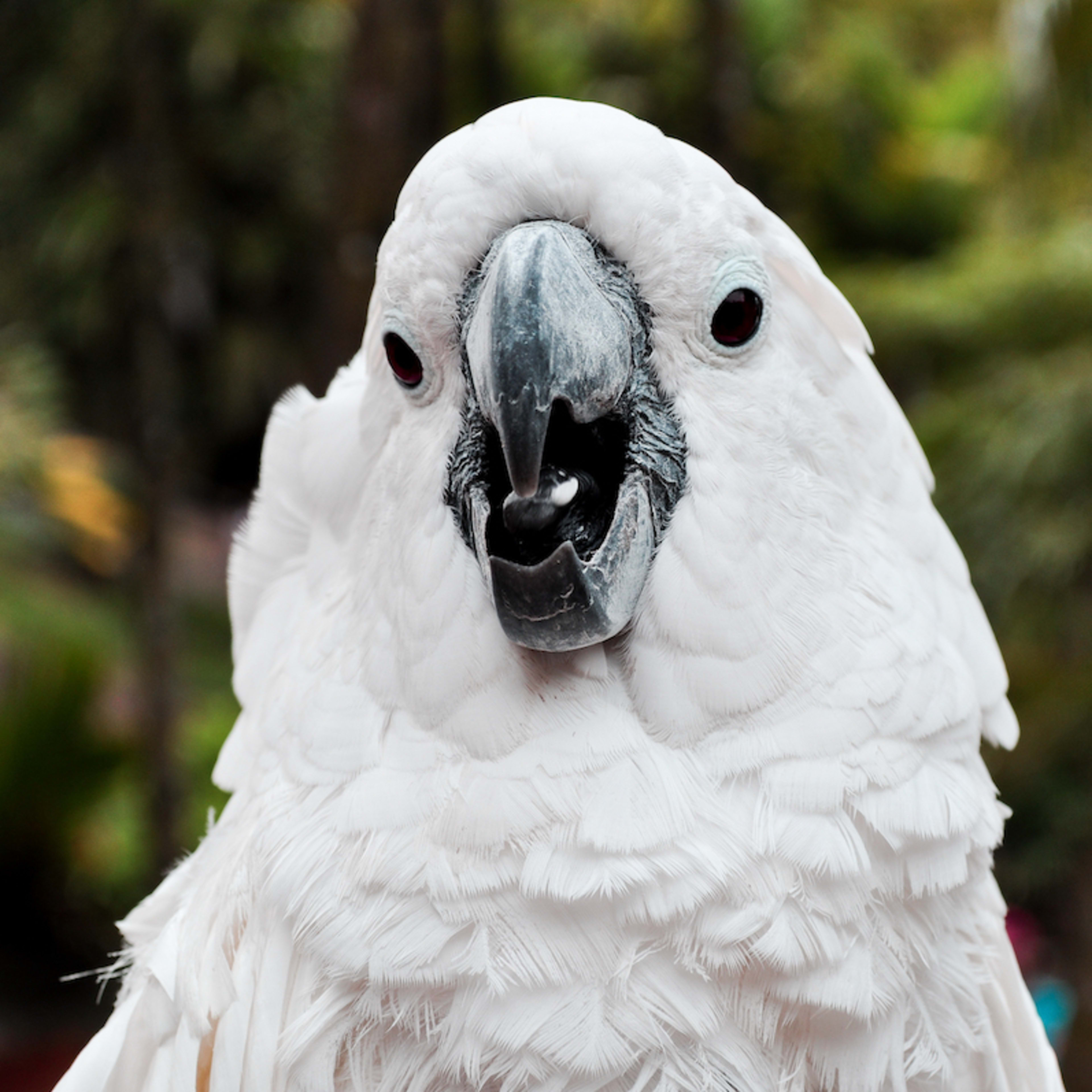 This Dancing Cockatoo Is Honestly a Whole Mood - PetHelpful