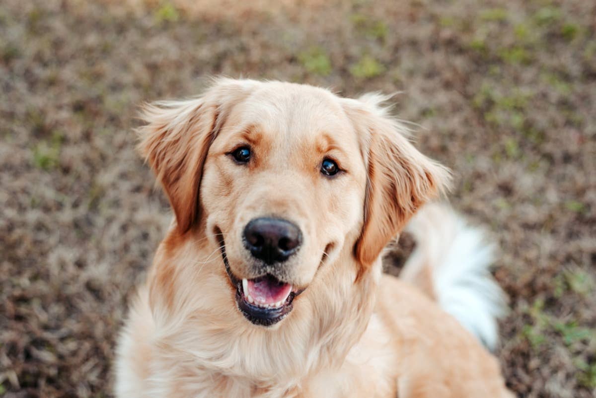 Hobby Lobby's $3 Dog Mom Keychain Is a Must-Have - PetHelpful