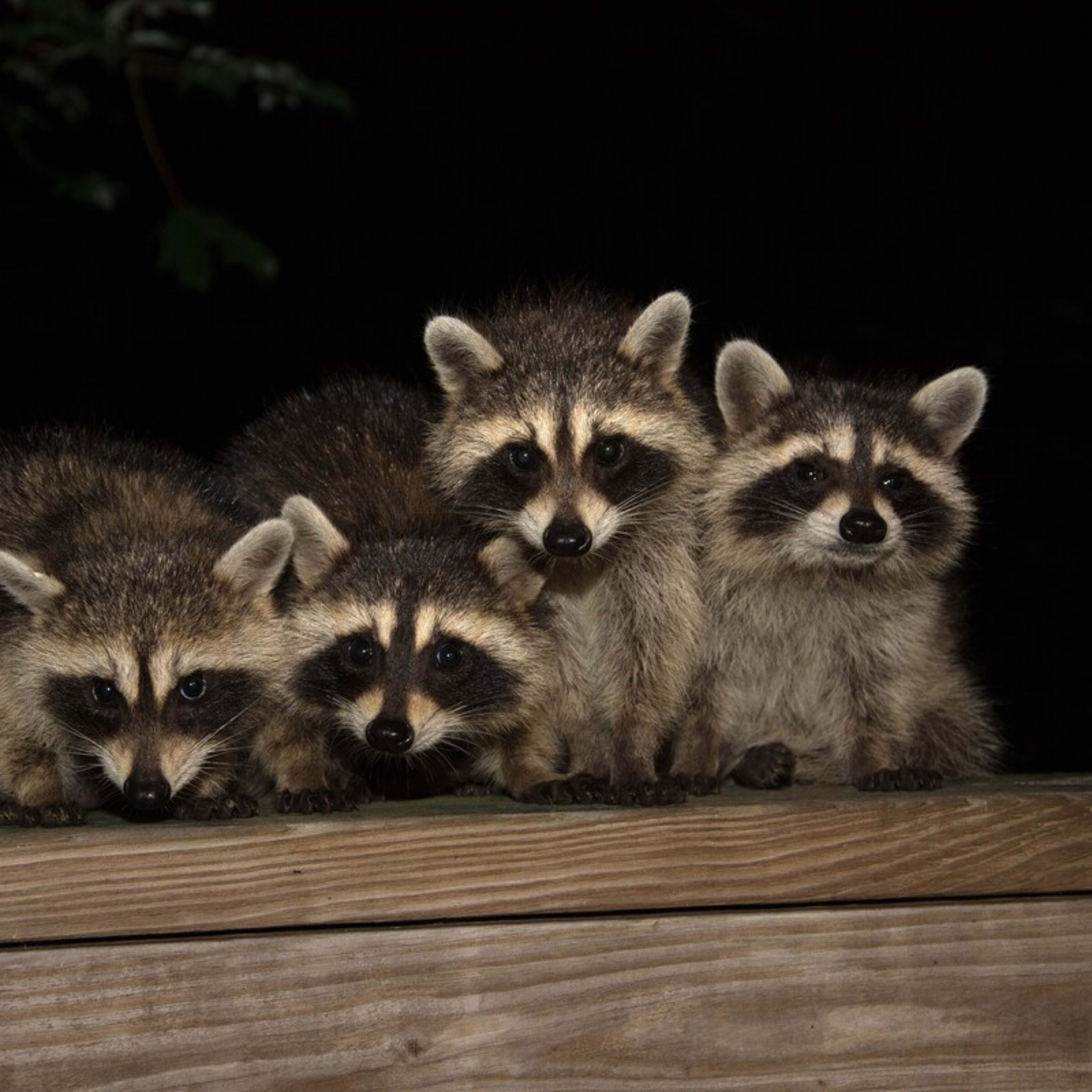 Dog Panting, Shaking, and Refusing Food? Expert Help Guide