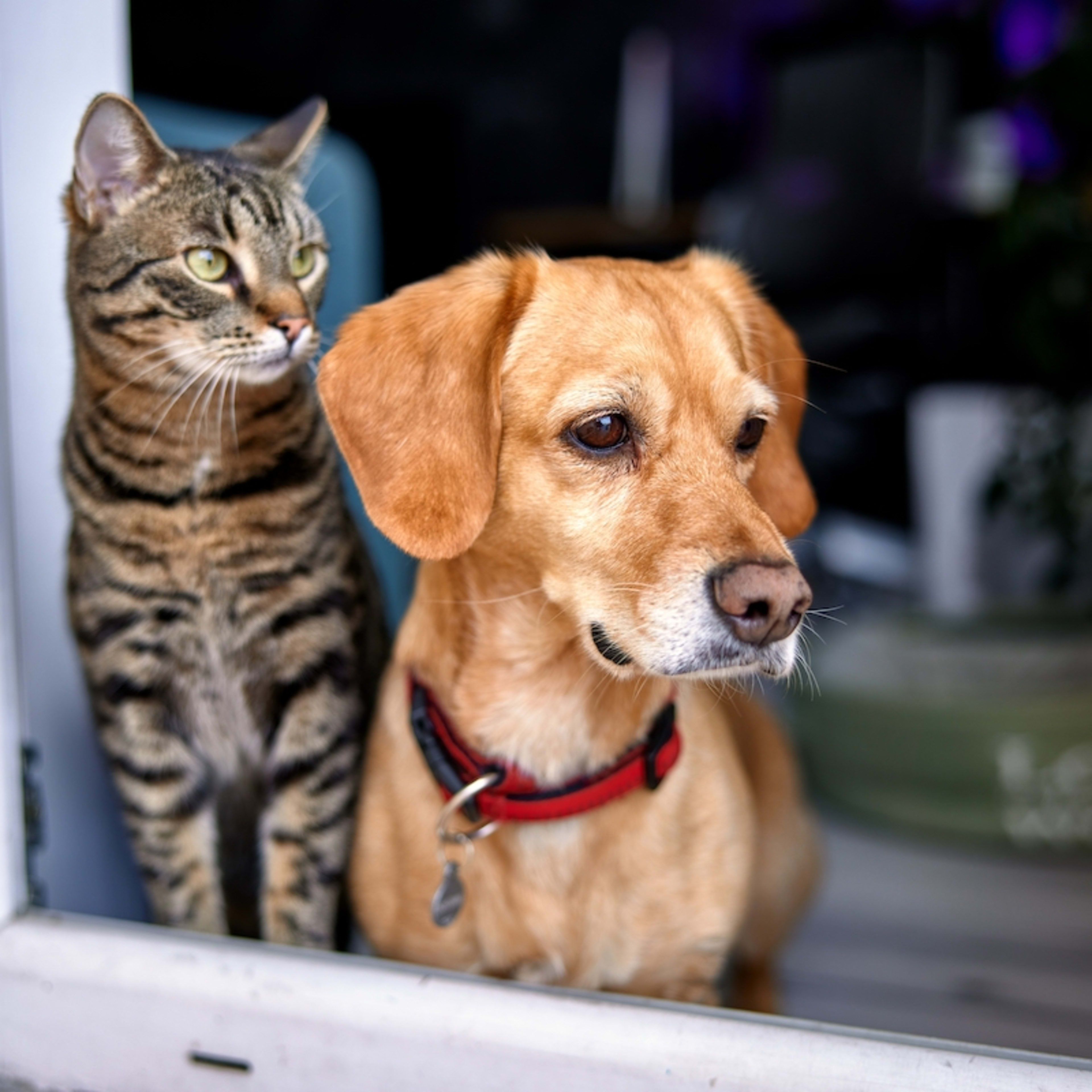 Racing Emu Takes Chill Labrador by Surprise and His Reaction Is ...