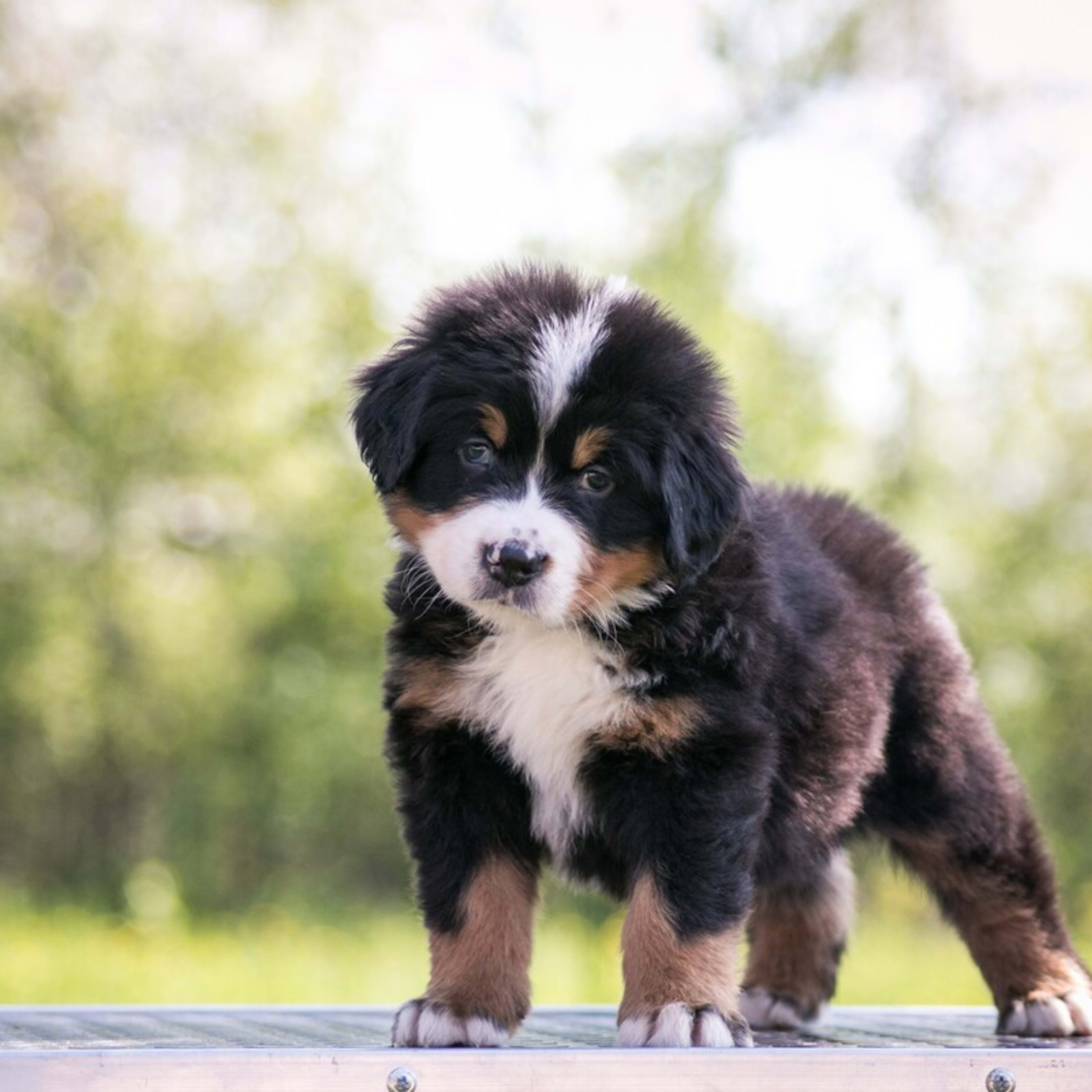Bernese Mountain Dog