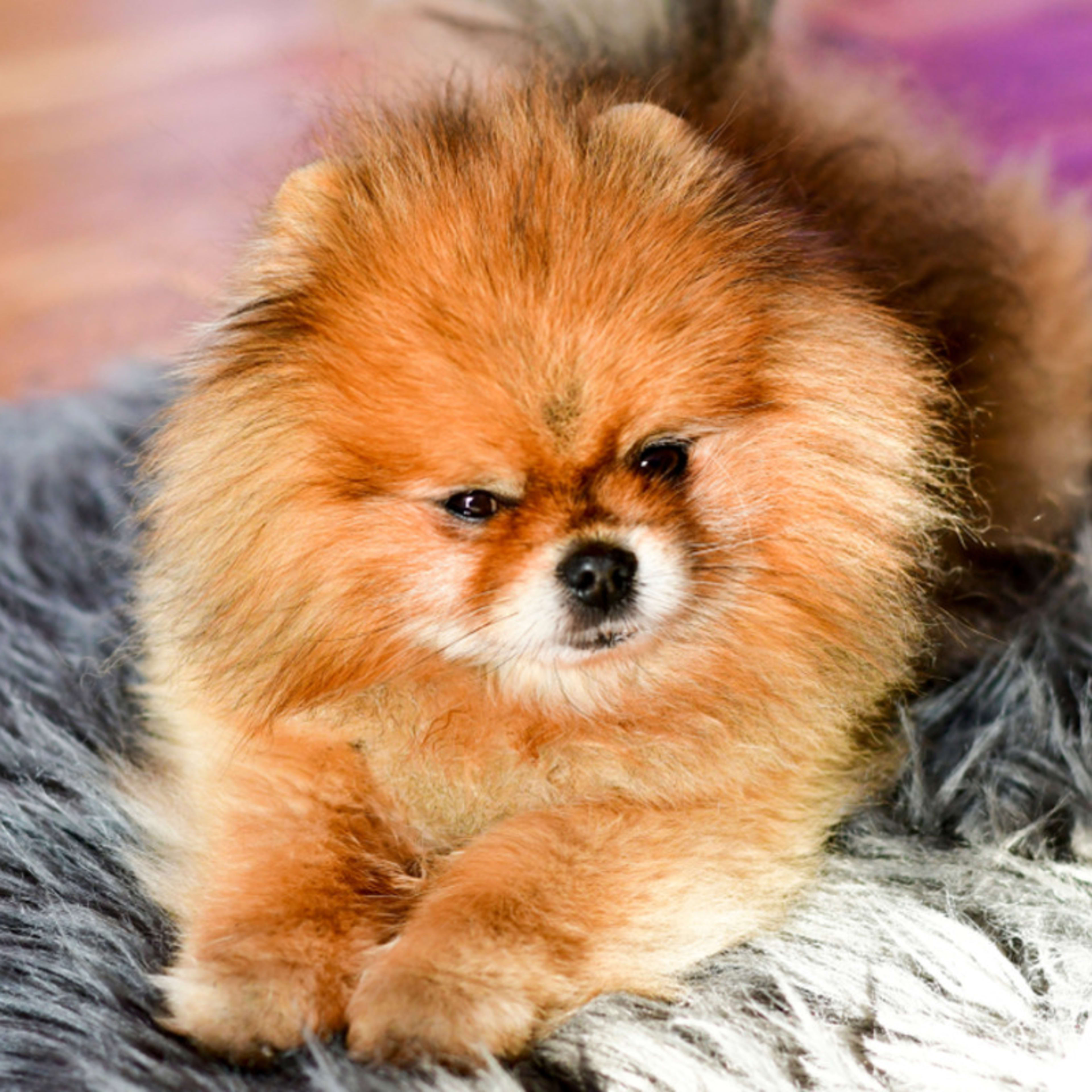 10 Most Common Pets in the U.S. - PetHelpful