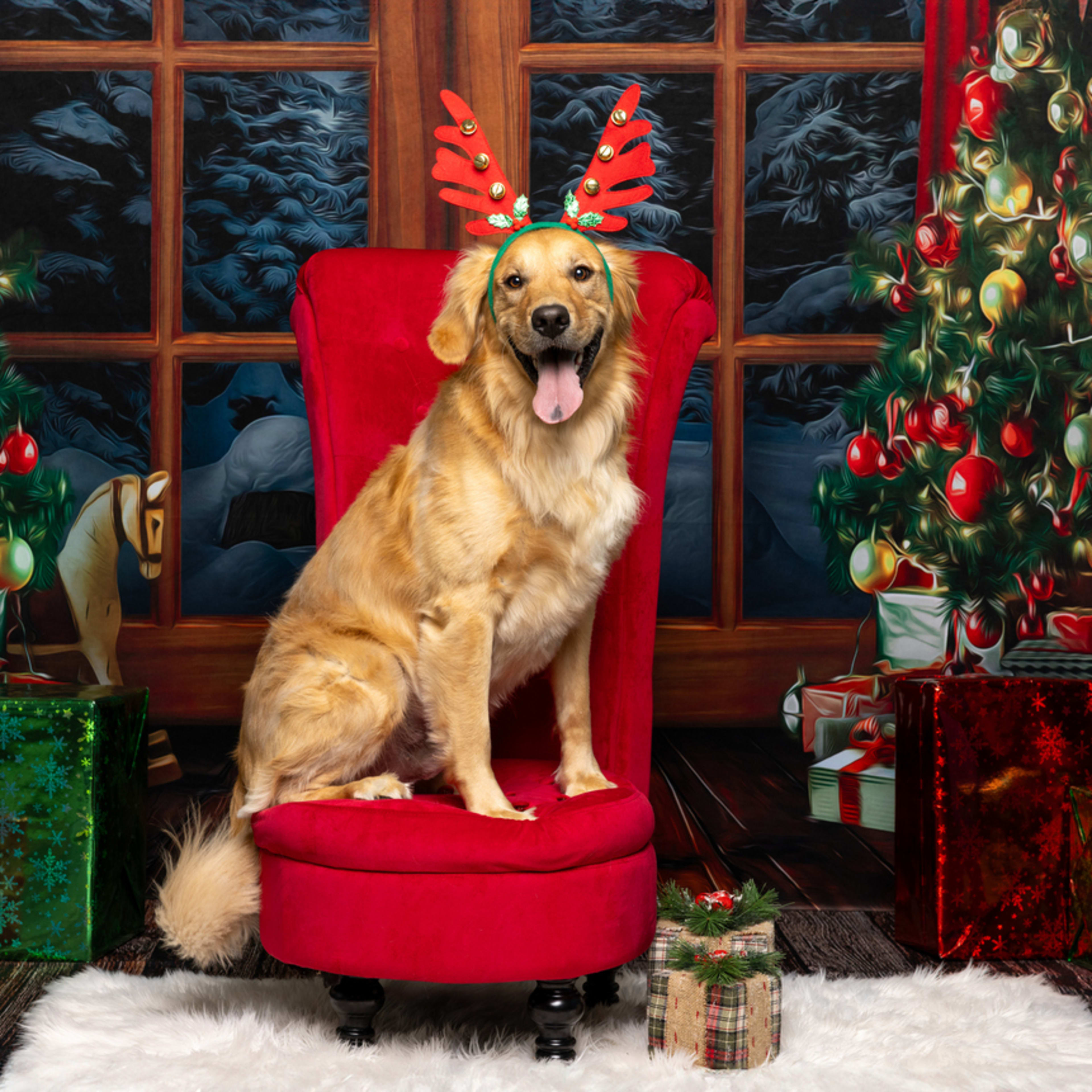200+ Christmas Names for Dogs That Santa Approves of