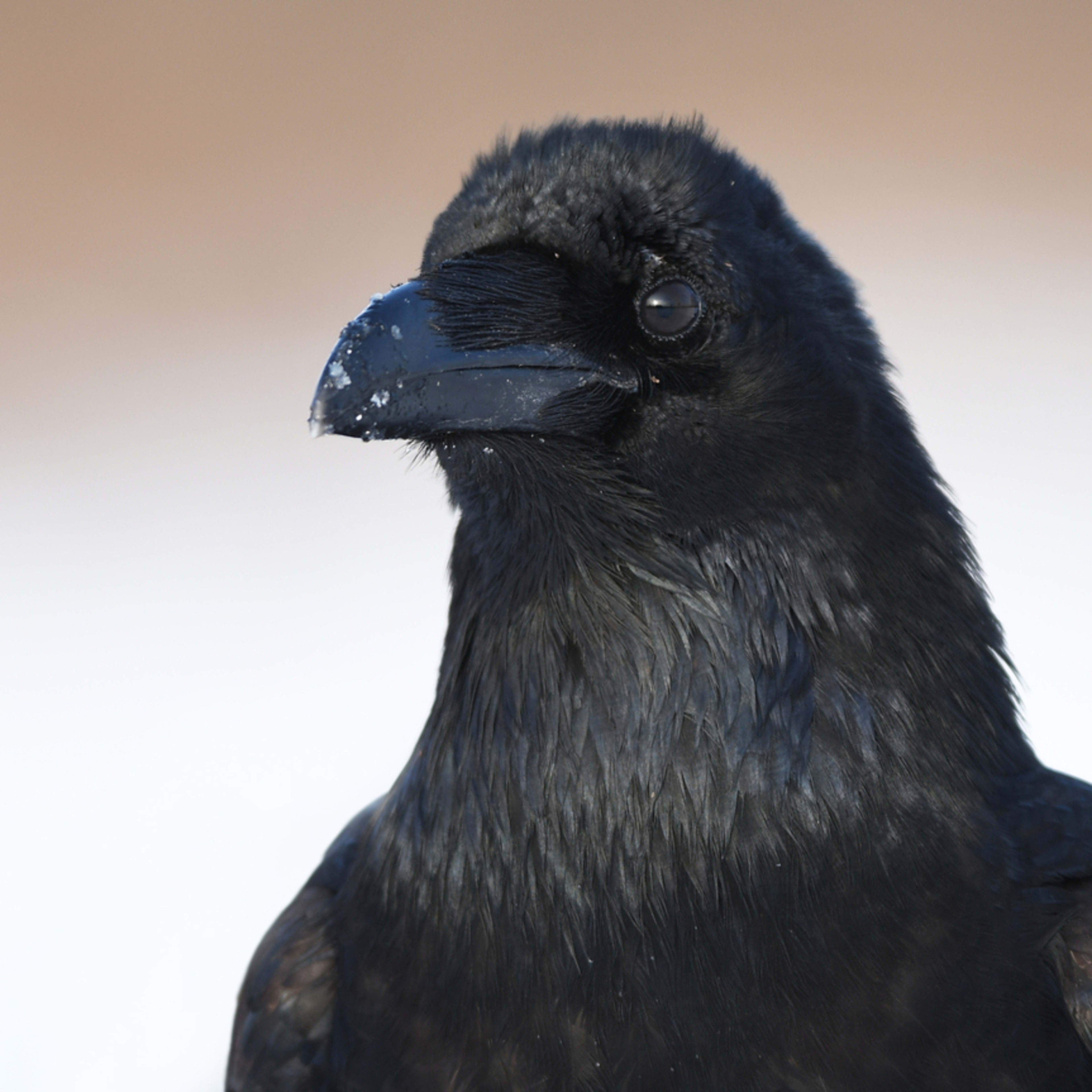 How to Make Friends With Ravens and Earn Their Trust