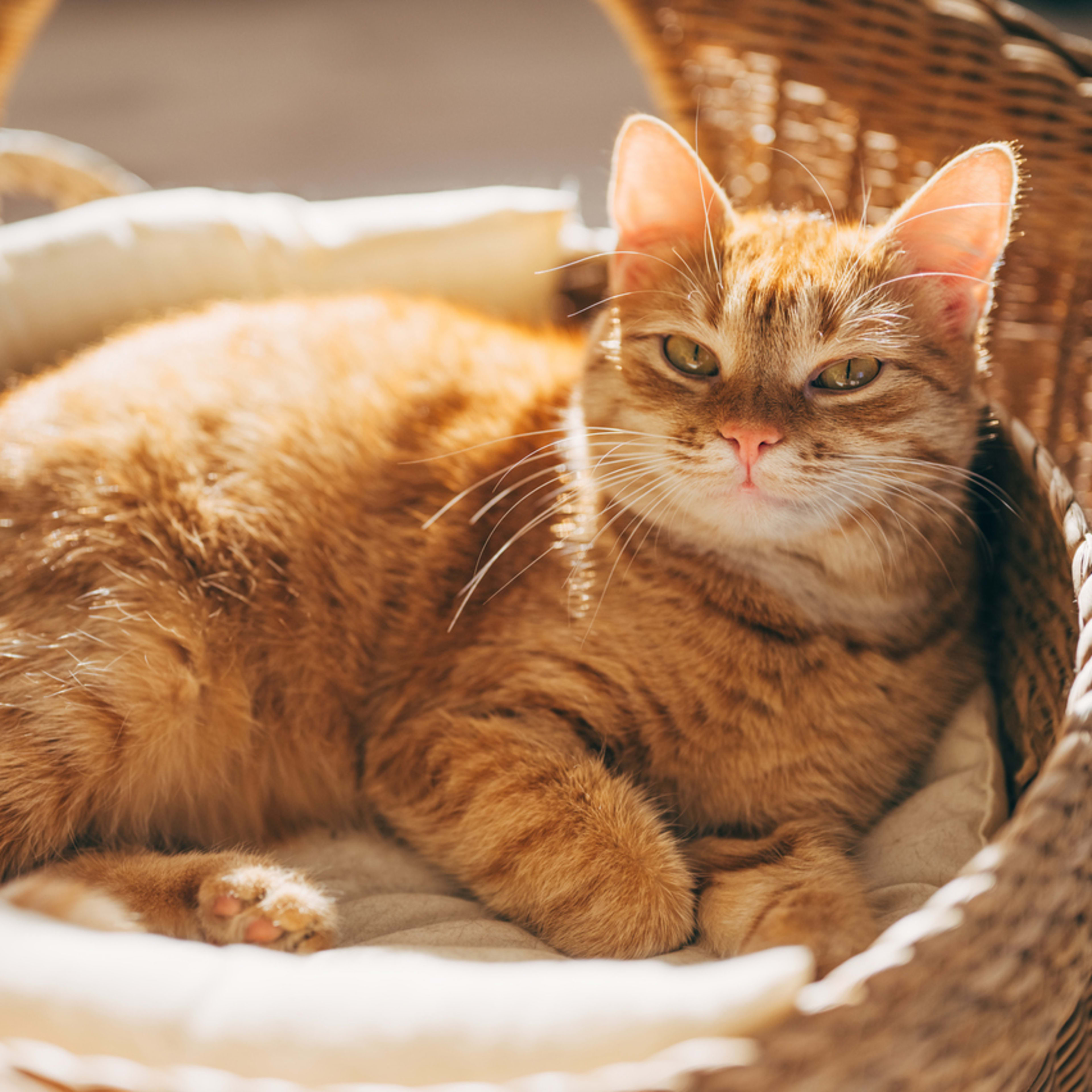 250+ Best Orange Cat Names For Your Ginger Kitty