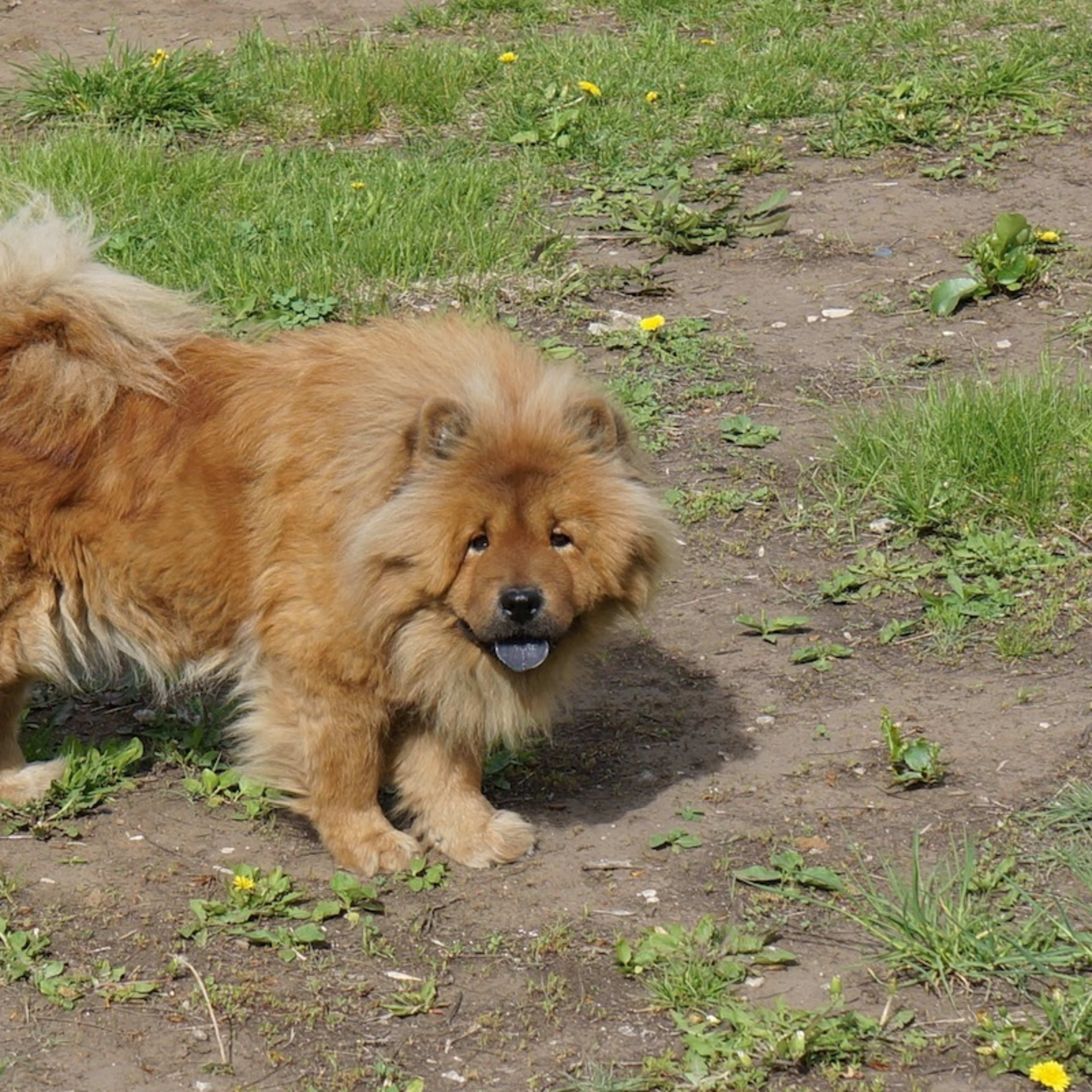 Selfless Woman Rescues Nervous Chow Chow From Atlanta Streets After ...
