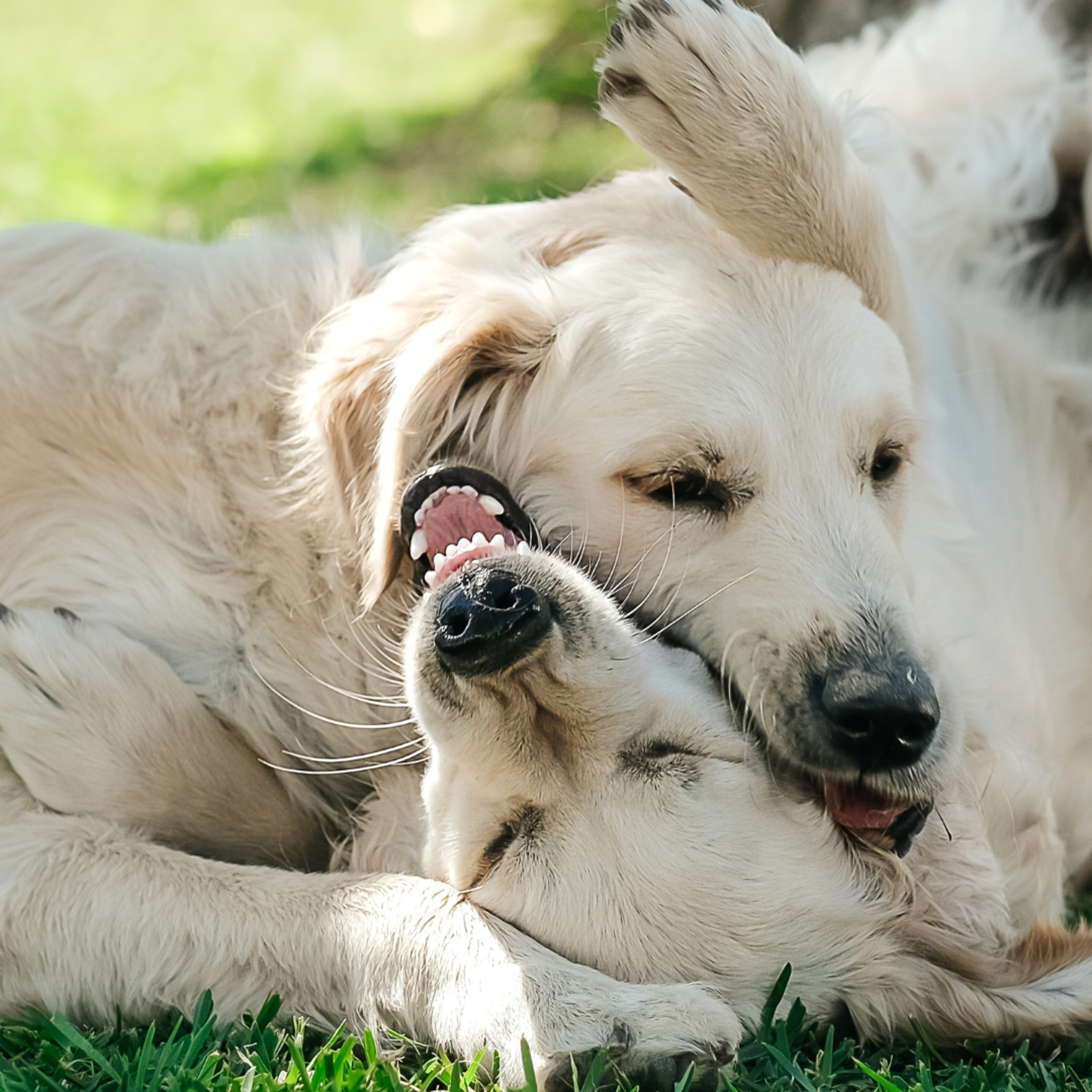 Top 10 Rat Hunting Dog Breeds - PetHelpful