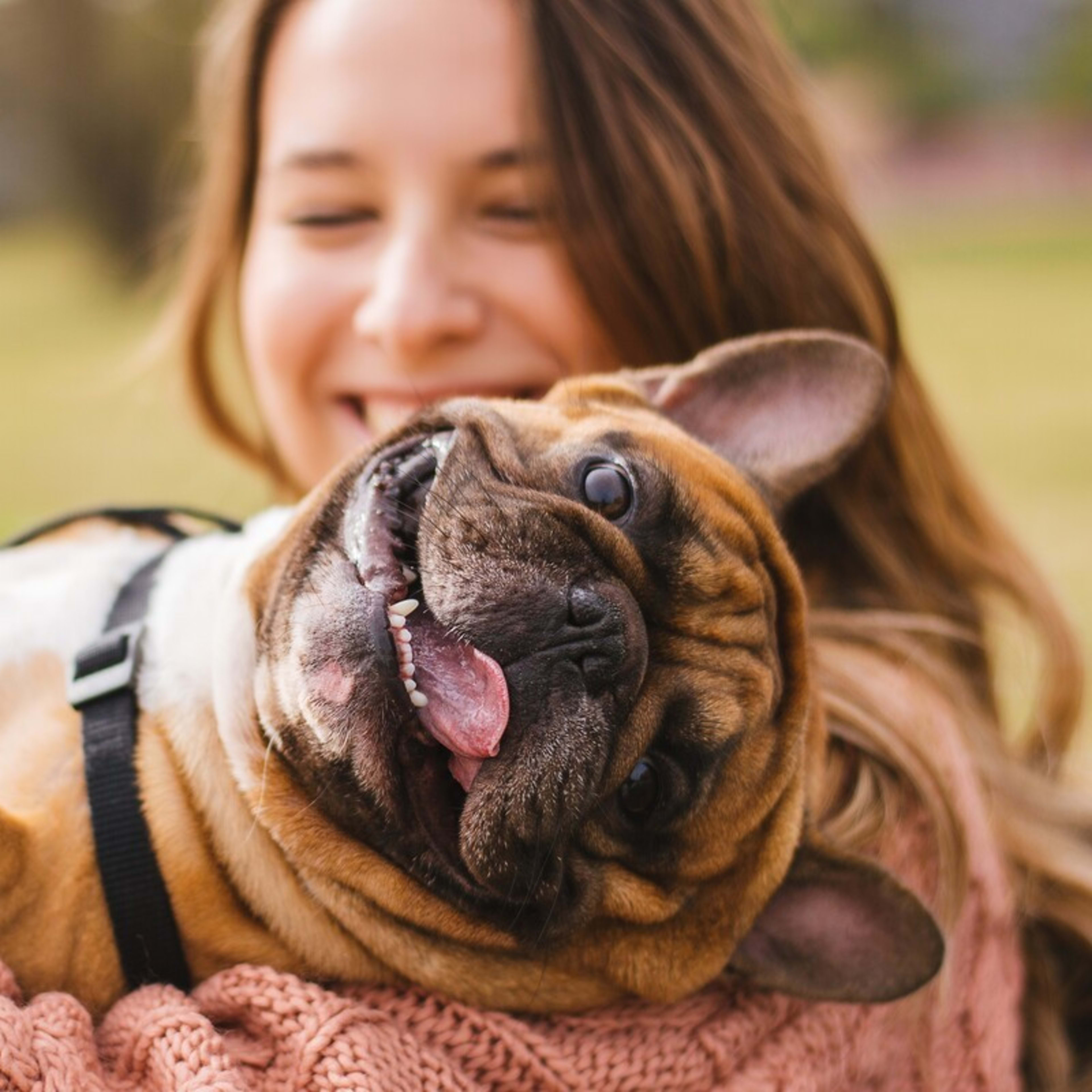 French Bulldog