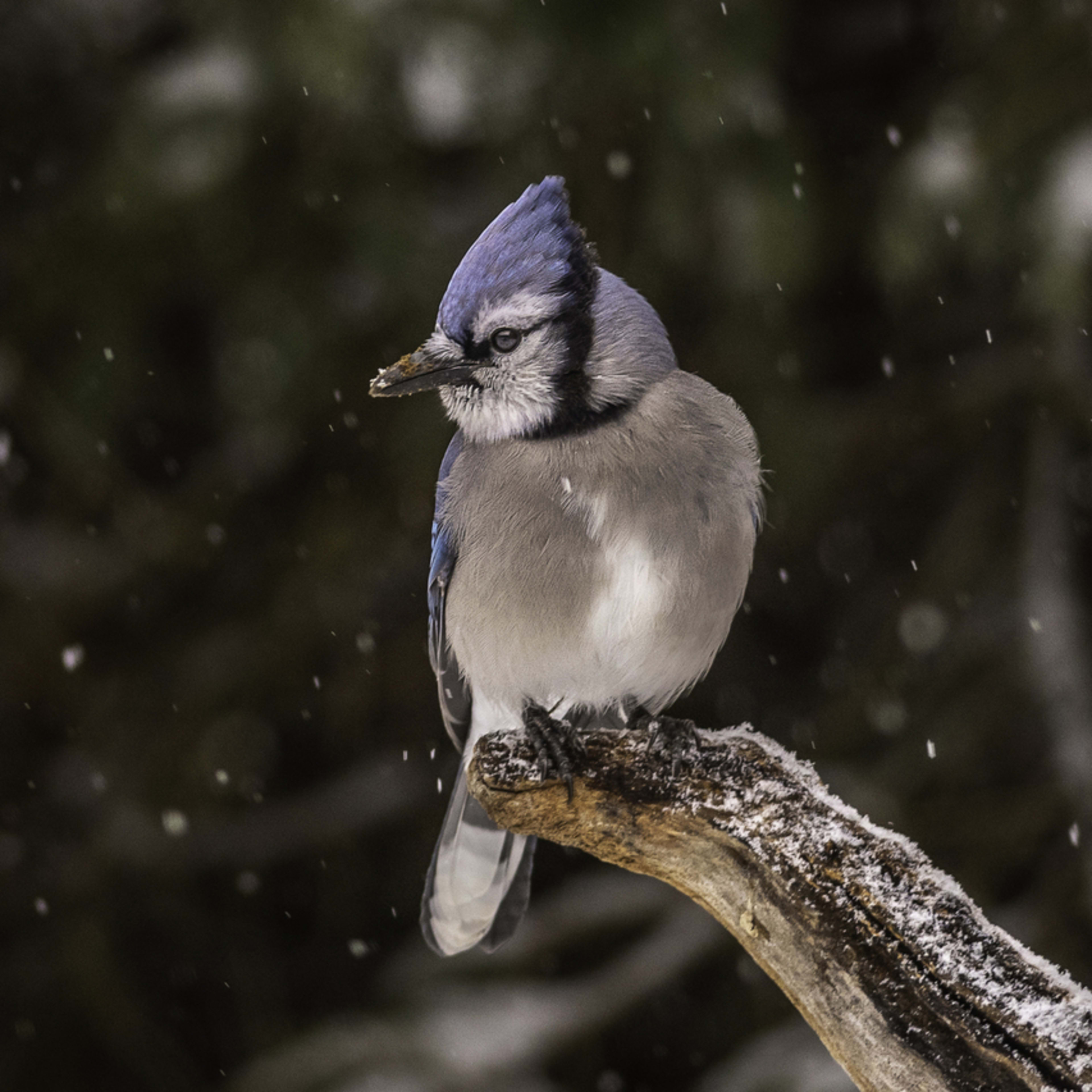How to Make Friends With Blue Jays Without Scaring Them Off