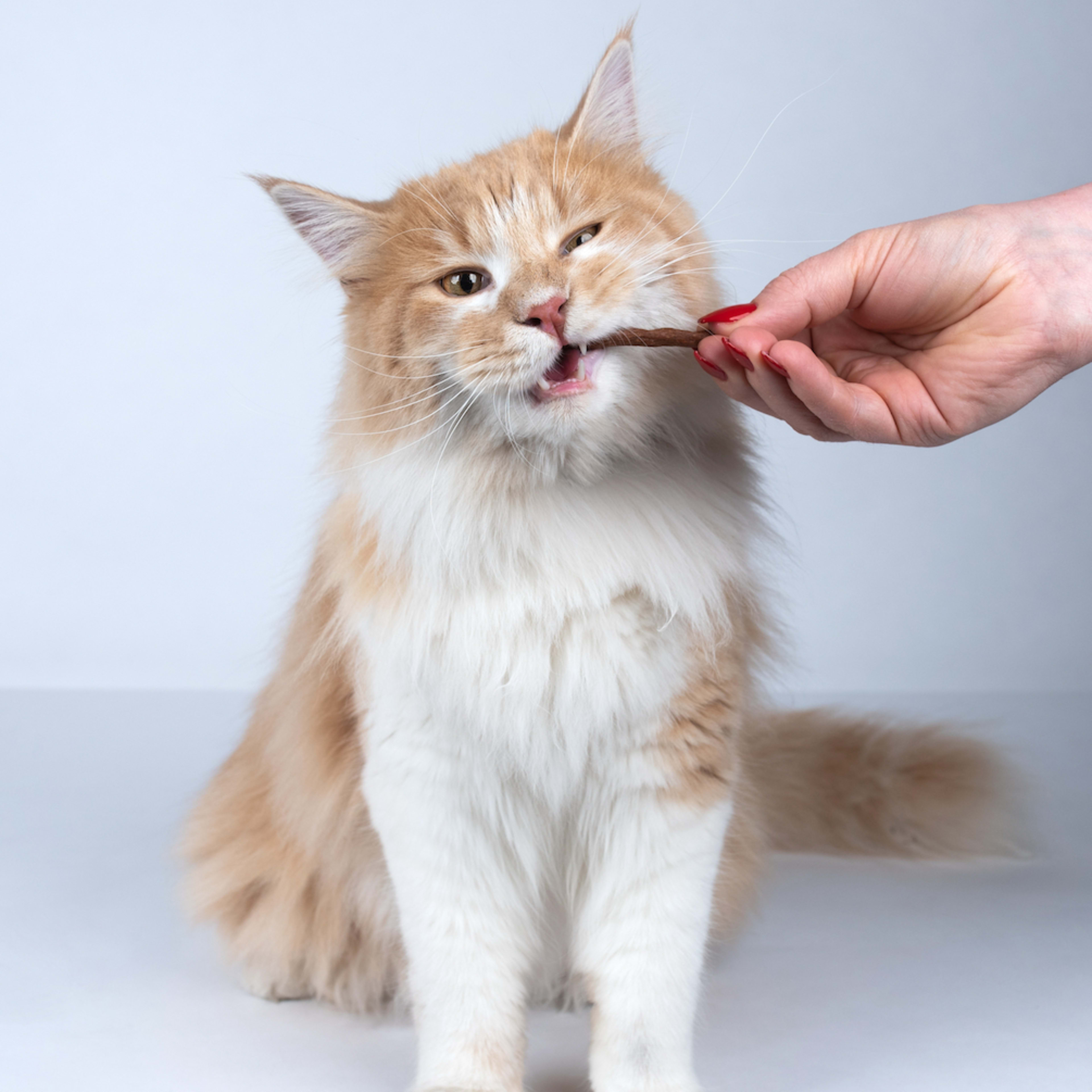 Free Petco Events Every Pet Parent Should Know About PetHelpful free-petco-events-every-pet-parent-should-know-about-pethelpful