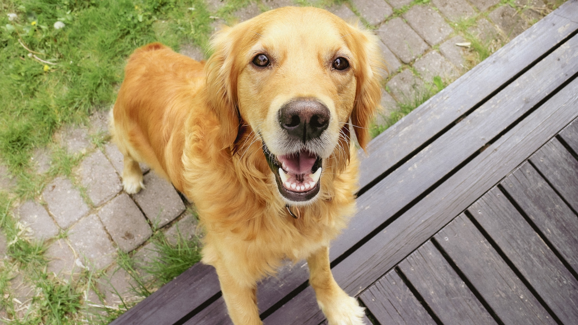 Brave Golden Retriever Doing a Total 180 When He Spots the Family Cat ...