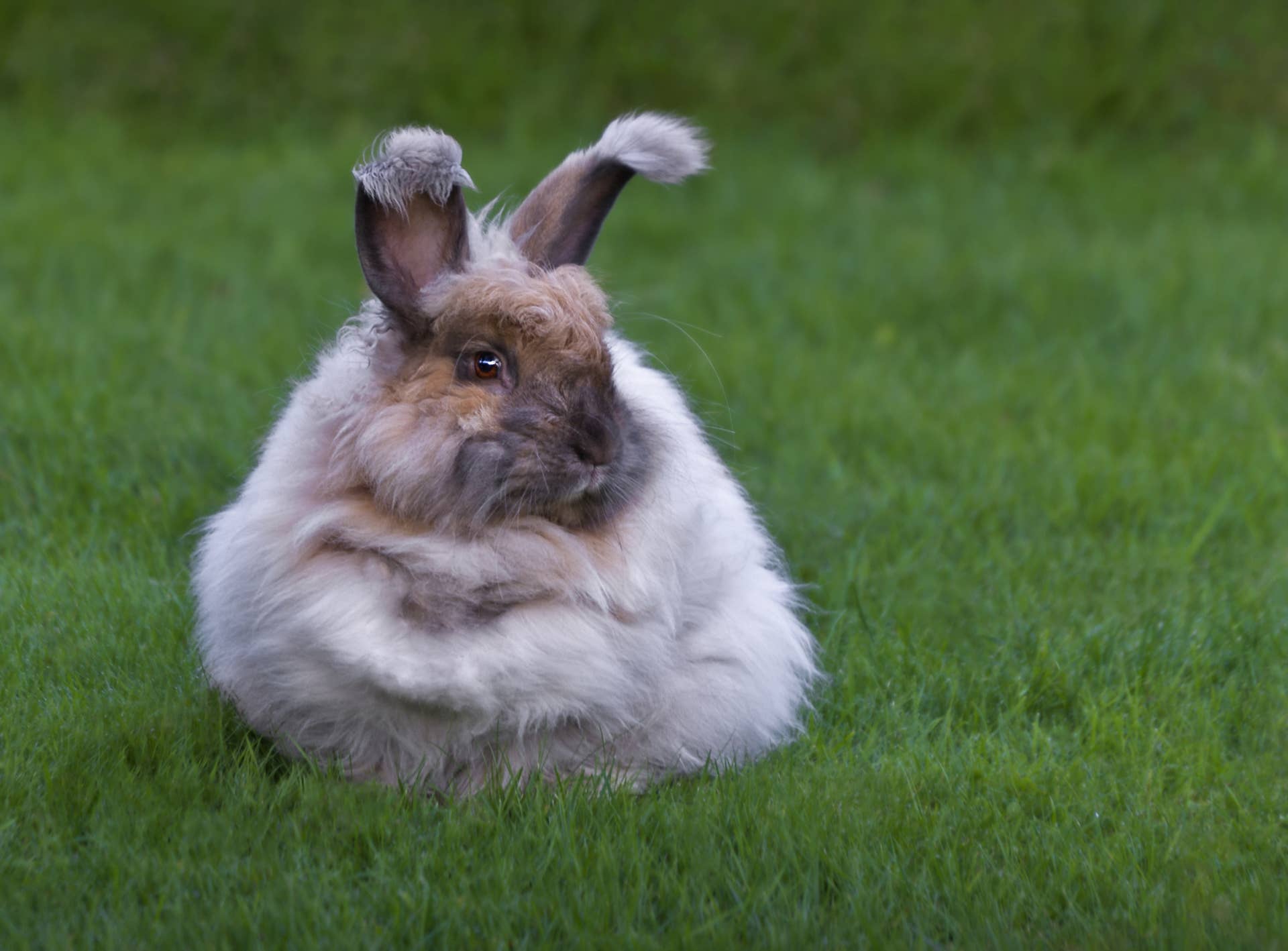 English Angora Rabbit