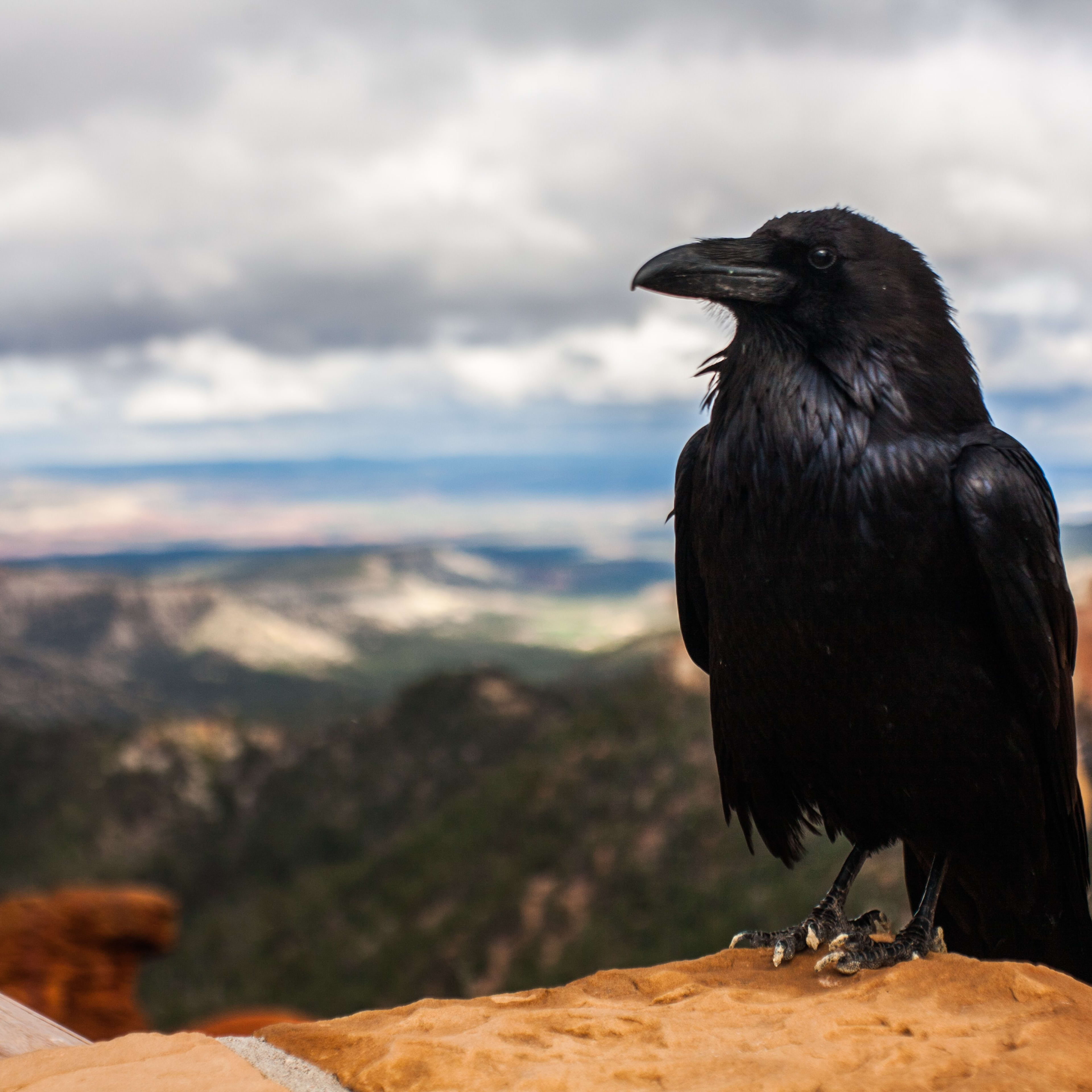 Ravens, Magpies, and Crows: The Smartest Birds