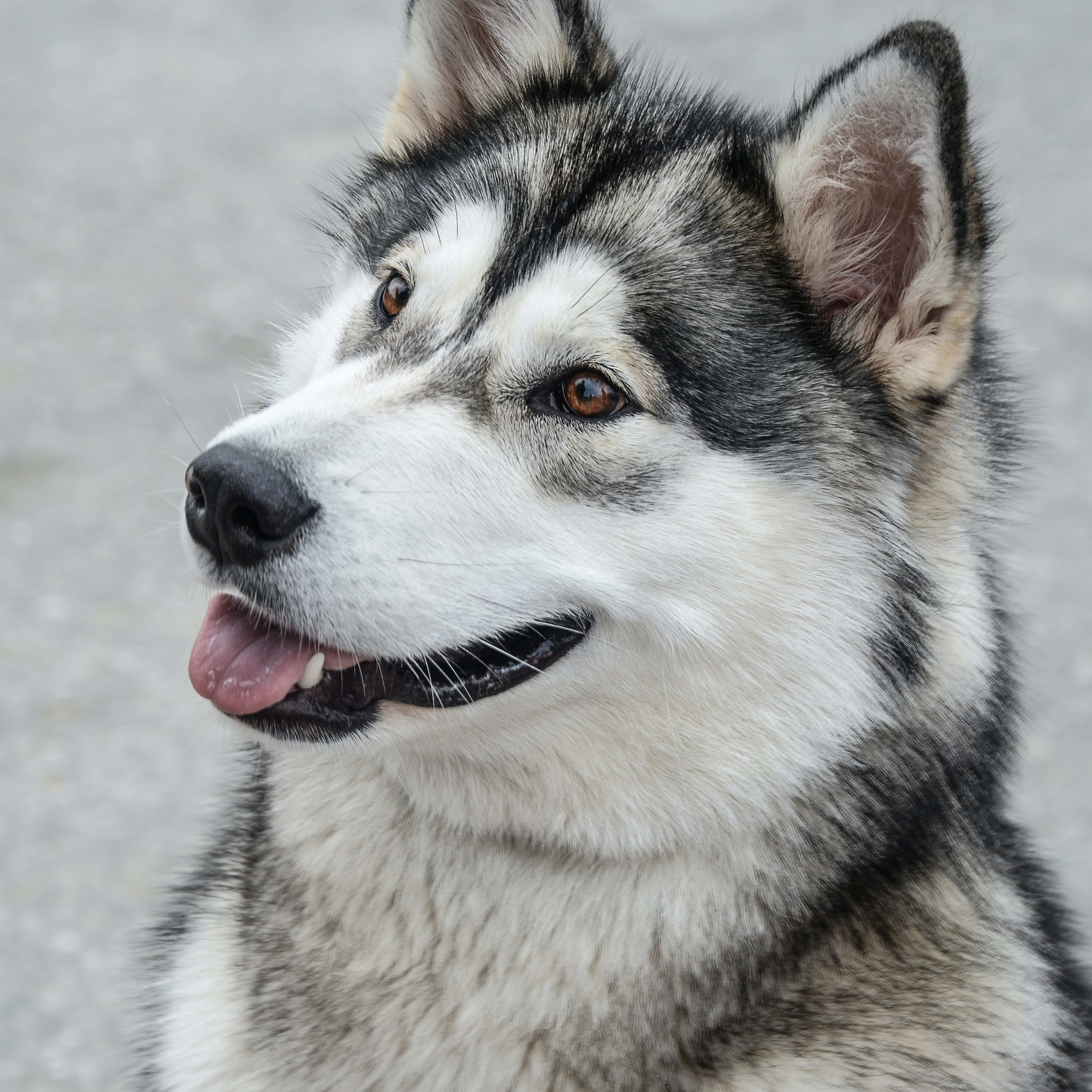 Siberian Huskies v. Alaskan Malamutes: How to Distinguish Between These  Arctic Cousins - PetHelpful, image size:3840x3840