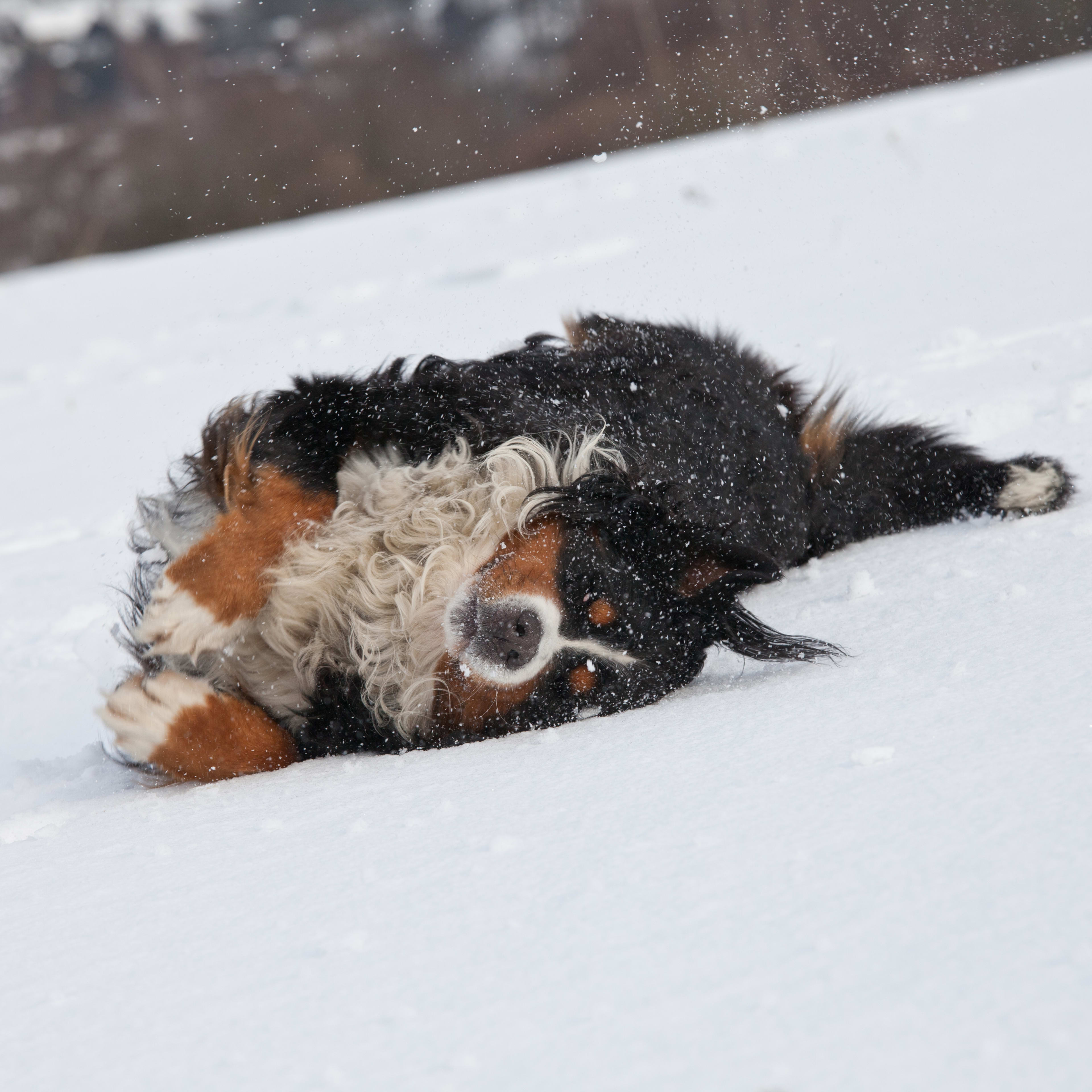 Virginia Anything Pets | How can I treat my dogs ear ... - Facebook