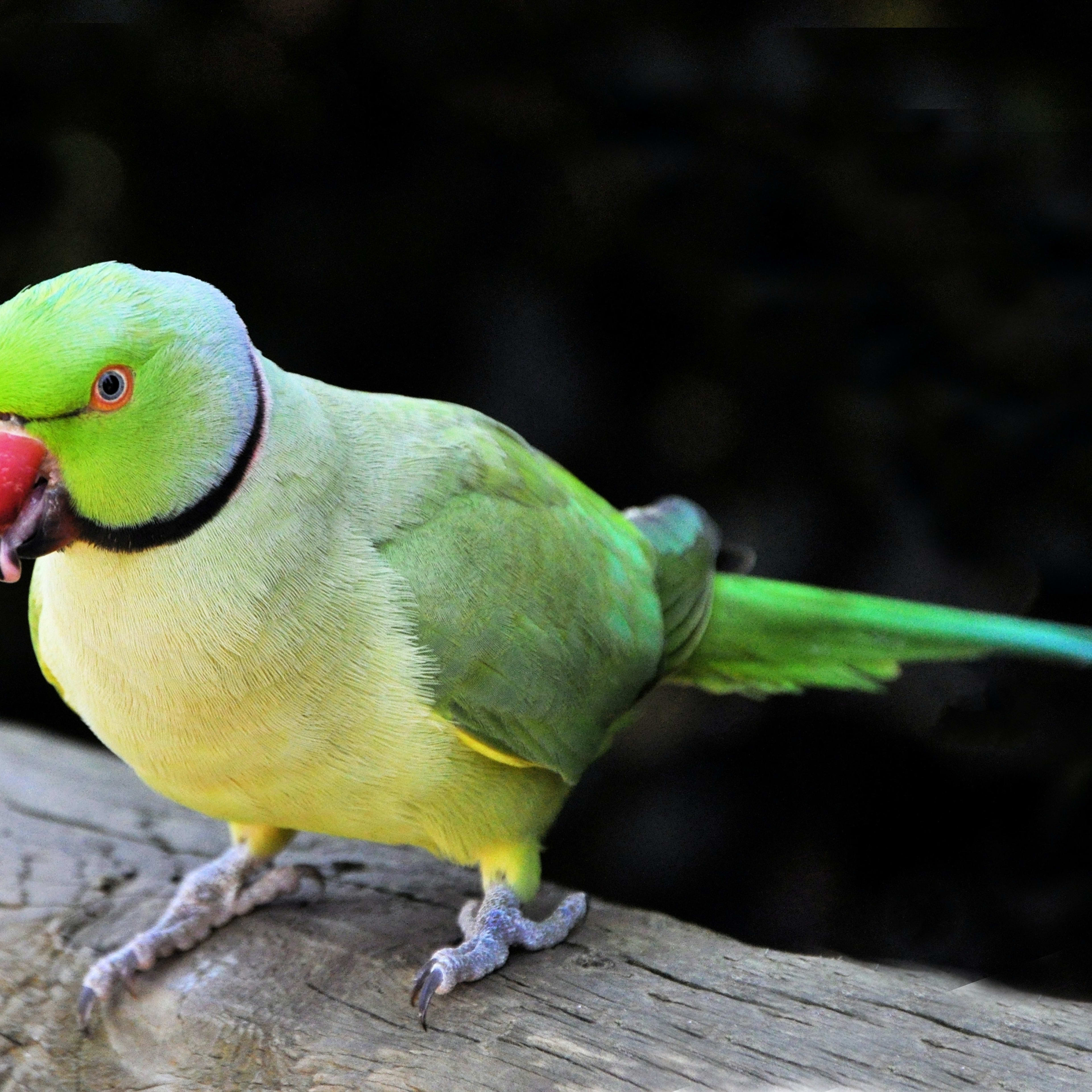 3 Best Pet Birds for Beginners