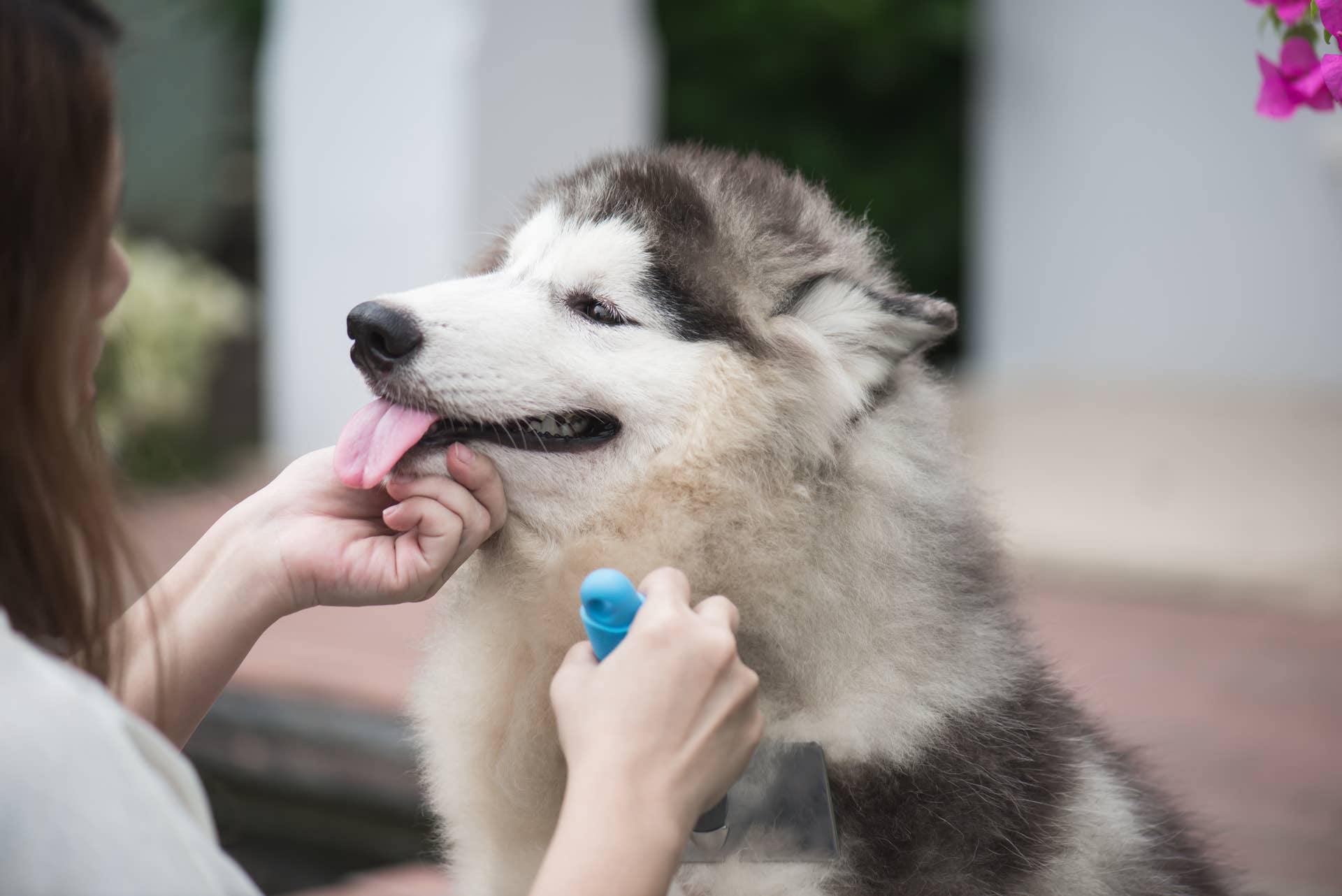 Husky Dog Behavior Problems: Top Solutions for Happy Pets