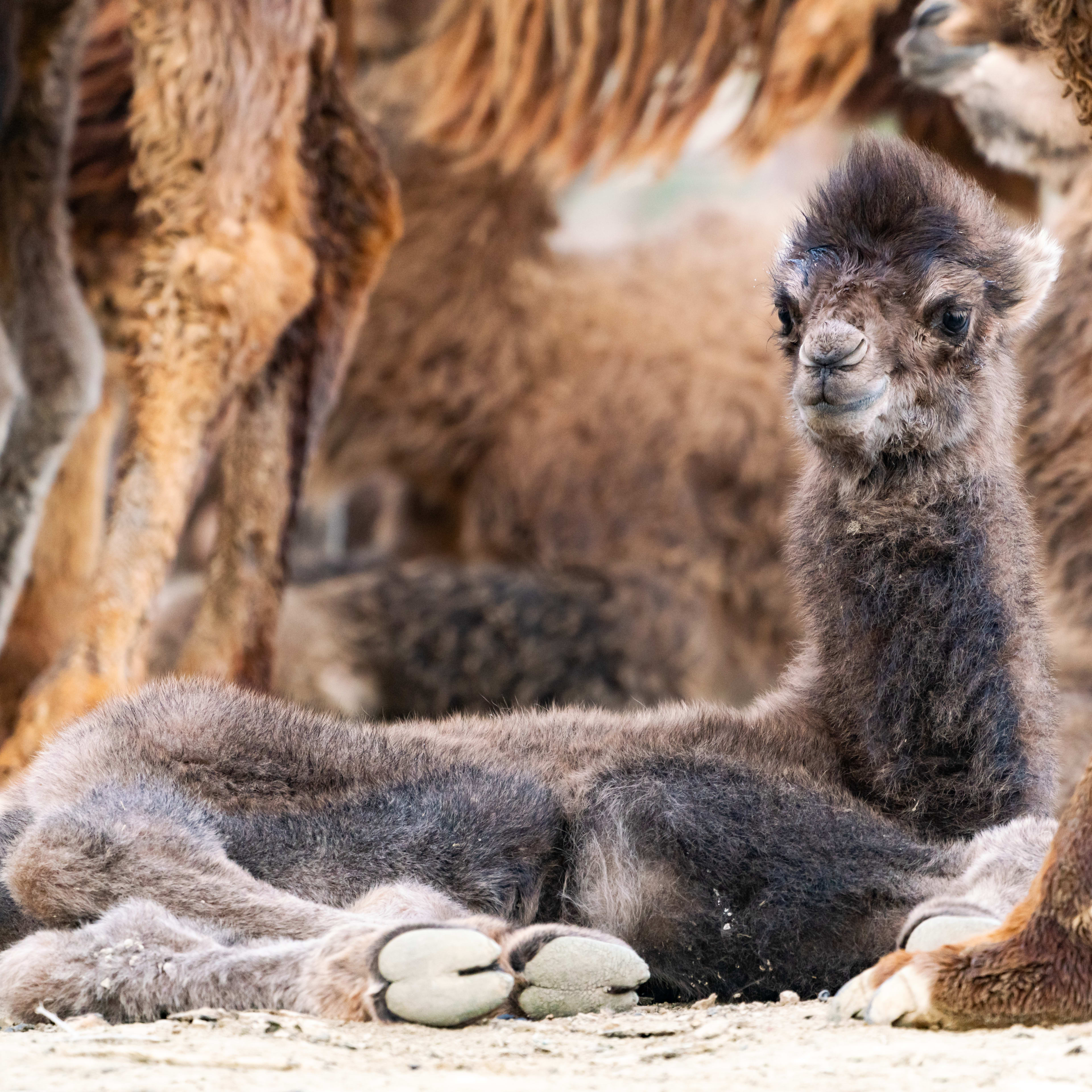 GEOFFREY B. SMALL／NLWJ05 (Baby Camel) 0_Bactrian-camels-at-Whipsnade