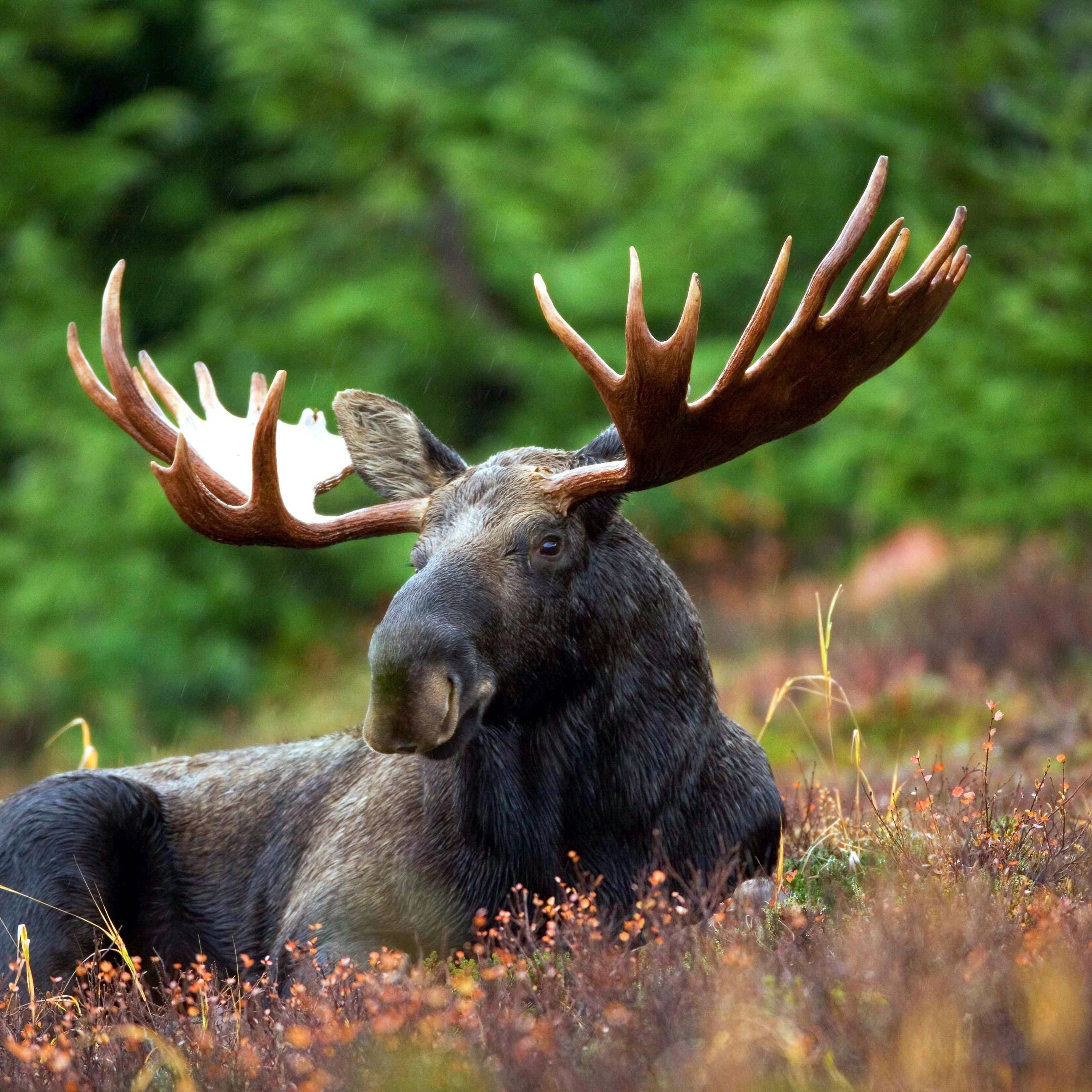 Siberian Cat Chilling in Snow With Moose Bull Like It's NBD Is ...