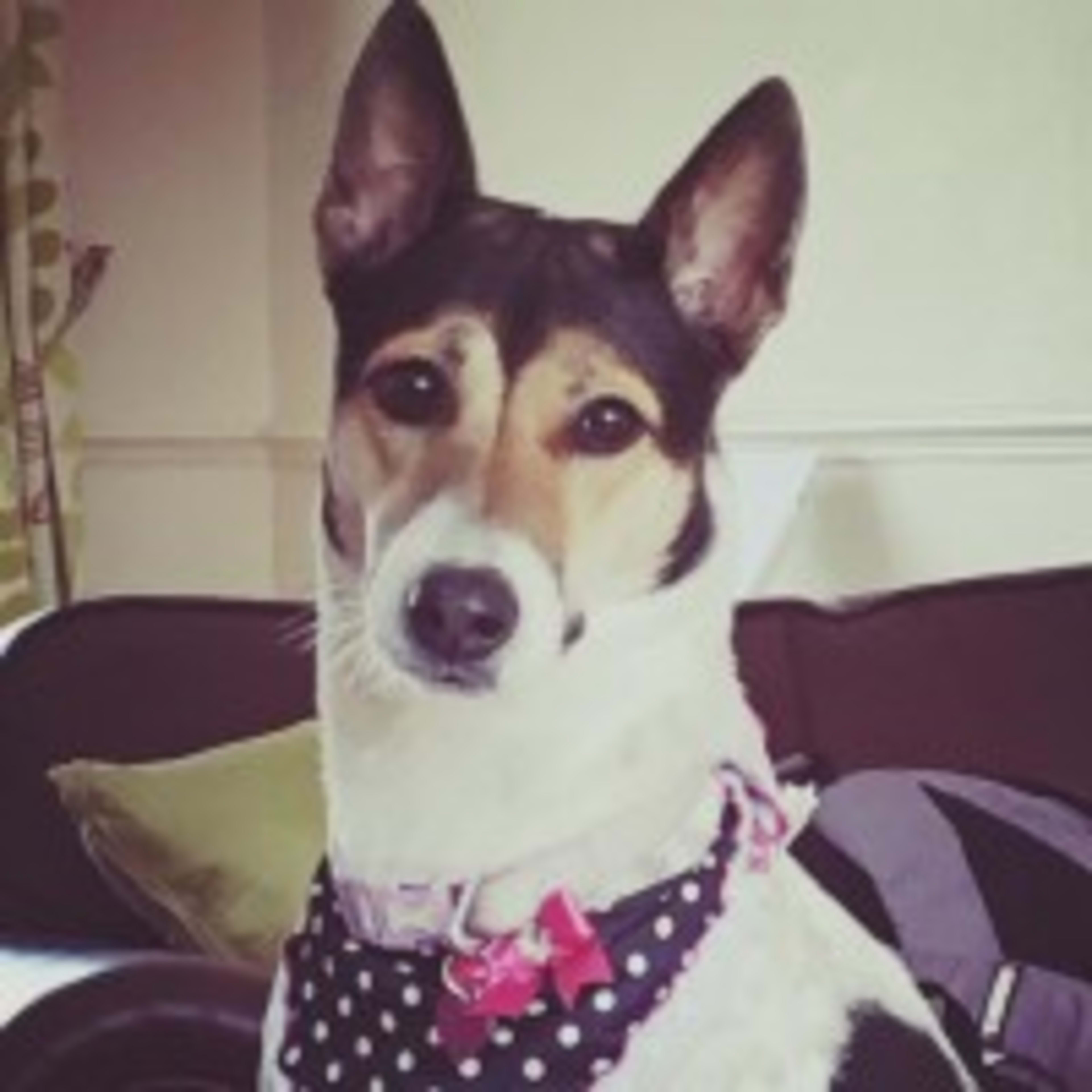 royal jordanian pets