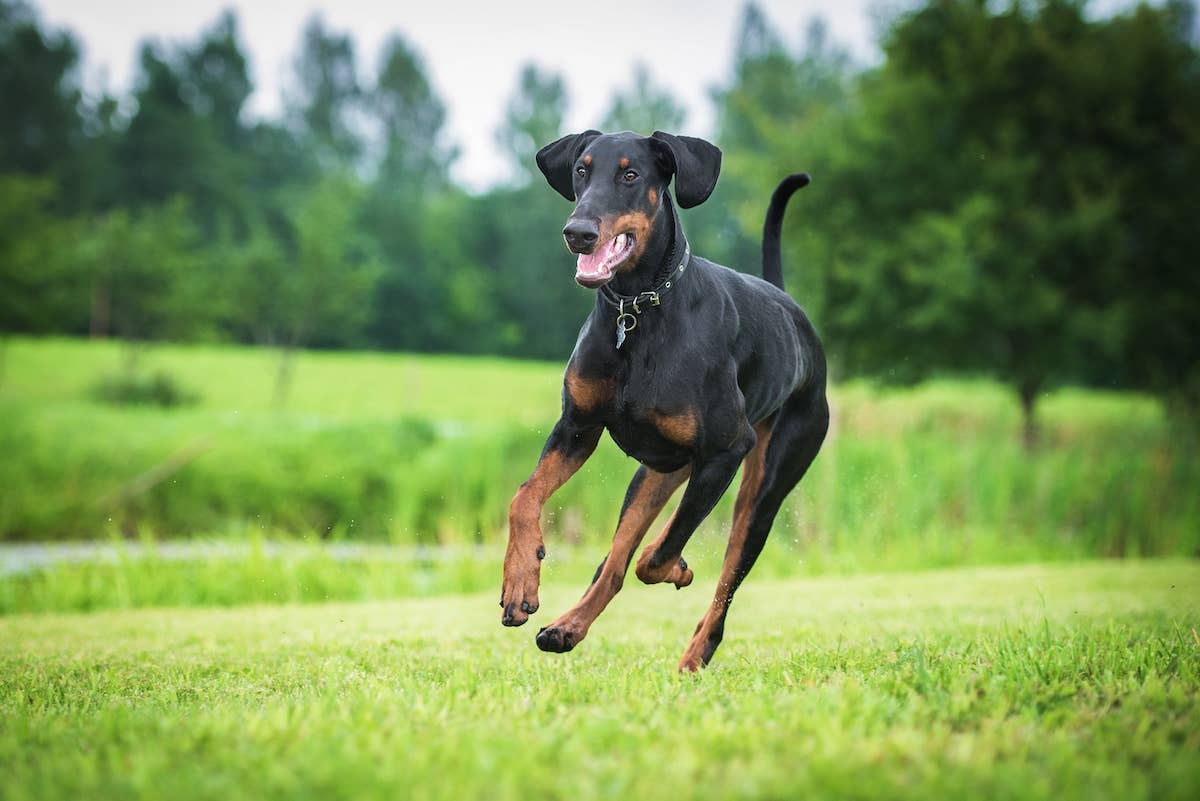 Photo inspiration: Gallery Detail: Gentle Doberman Being Harassed By A Butterfly Has The Patience