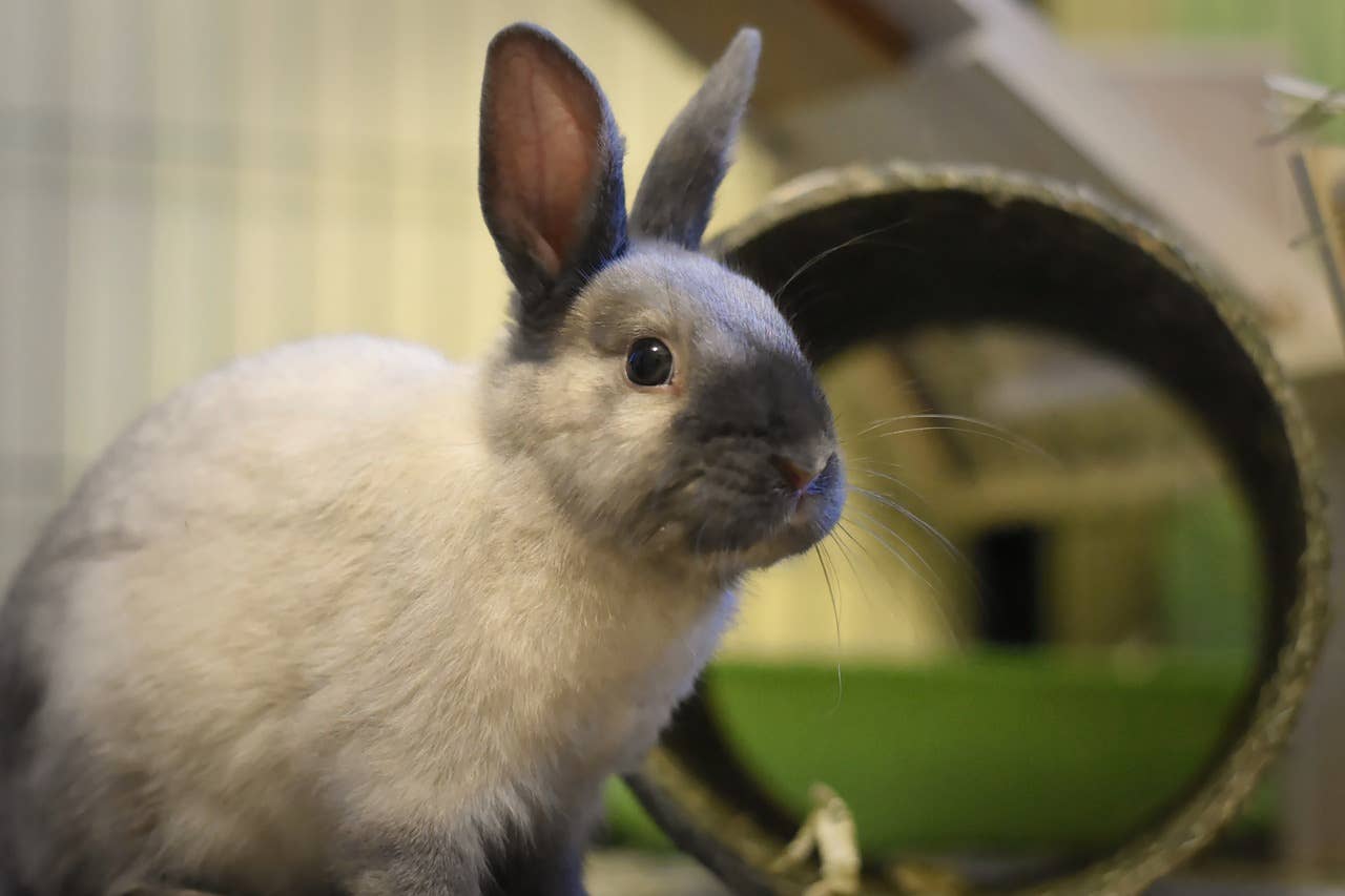 Dwarf Rabbit