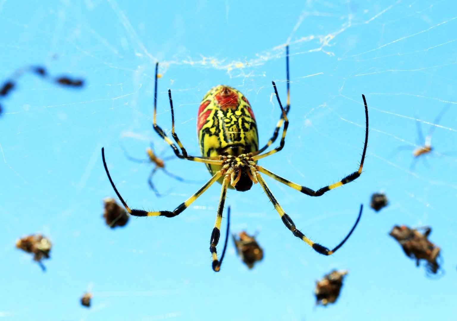 Joro Spider
