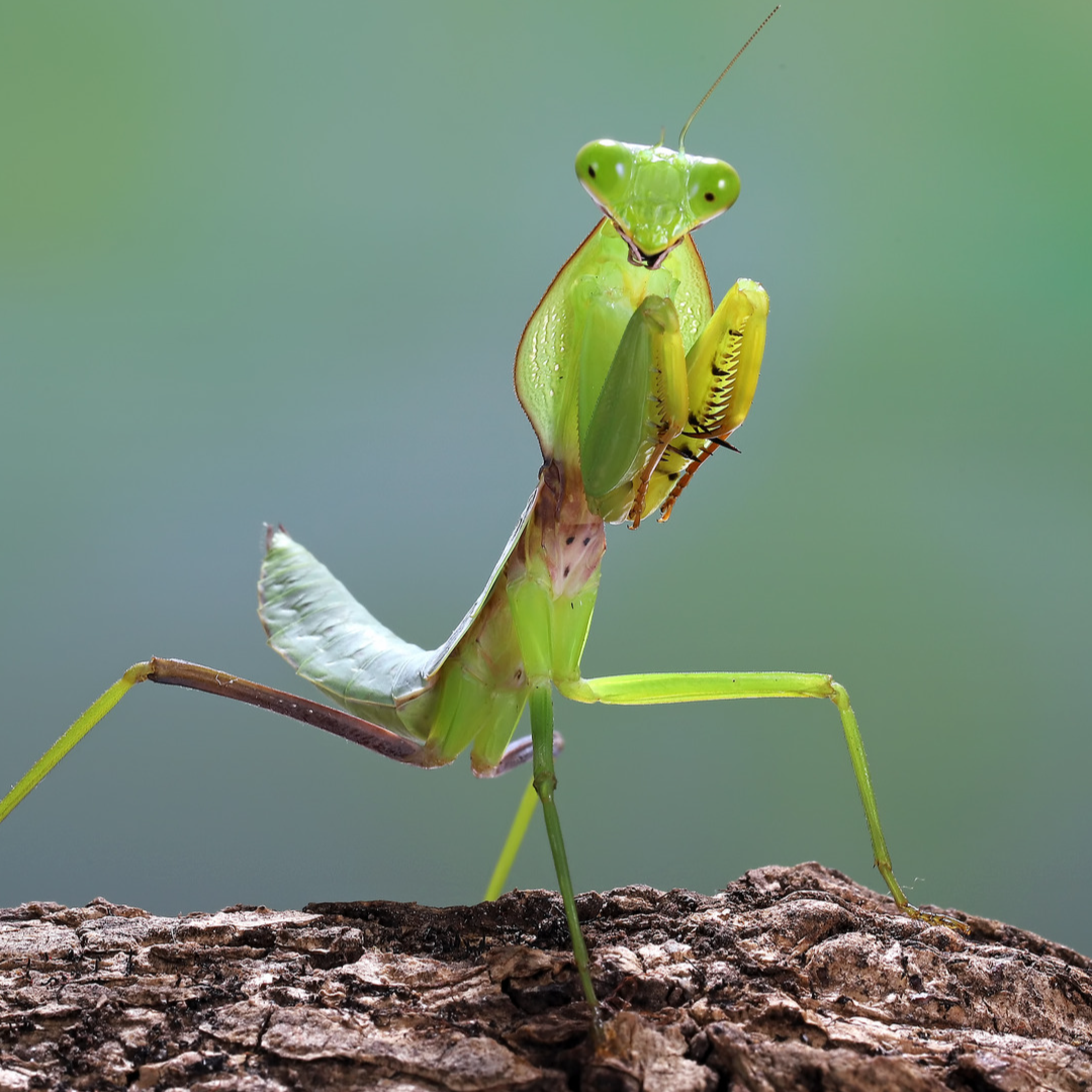 Guy Displays His Unique Collection of Pet Praying Mantises