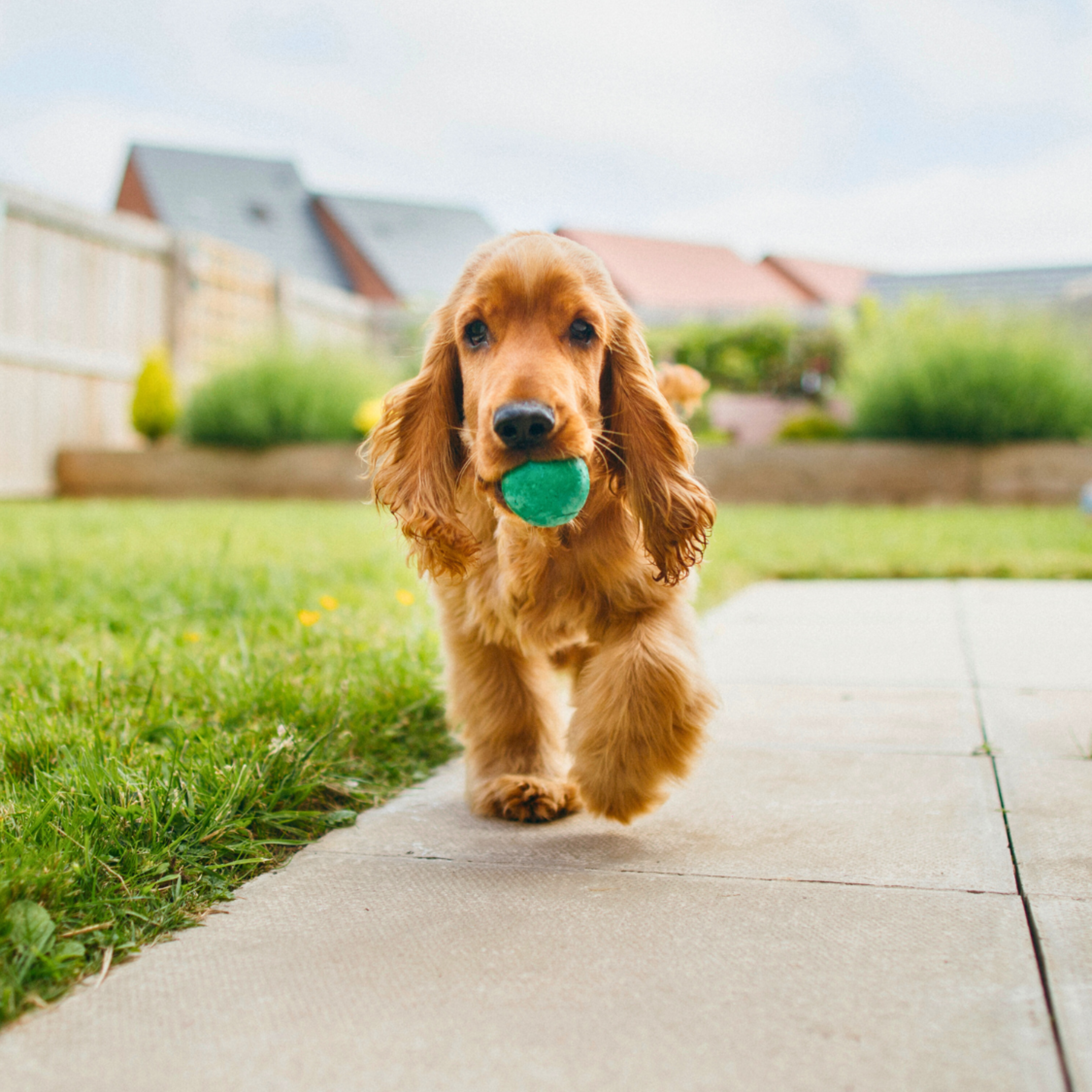 How to Keep Your Dog’s Mind Sharp: 16 Trainer-Approved Brain Games