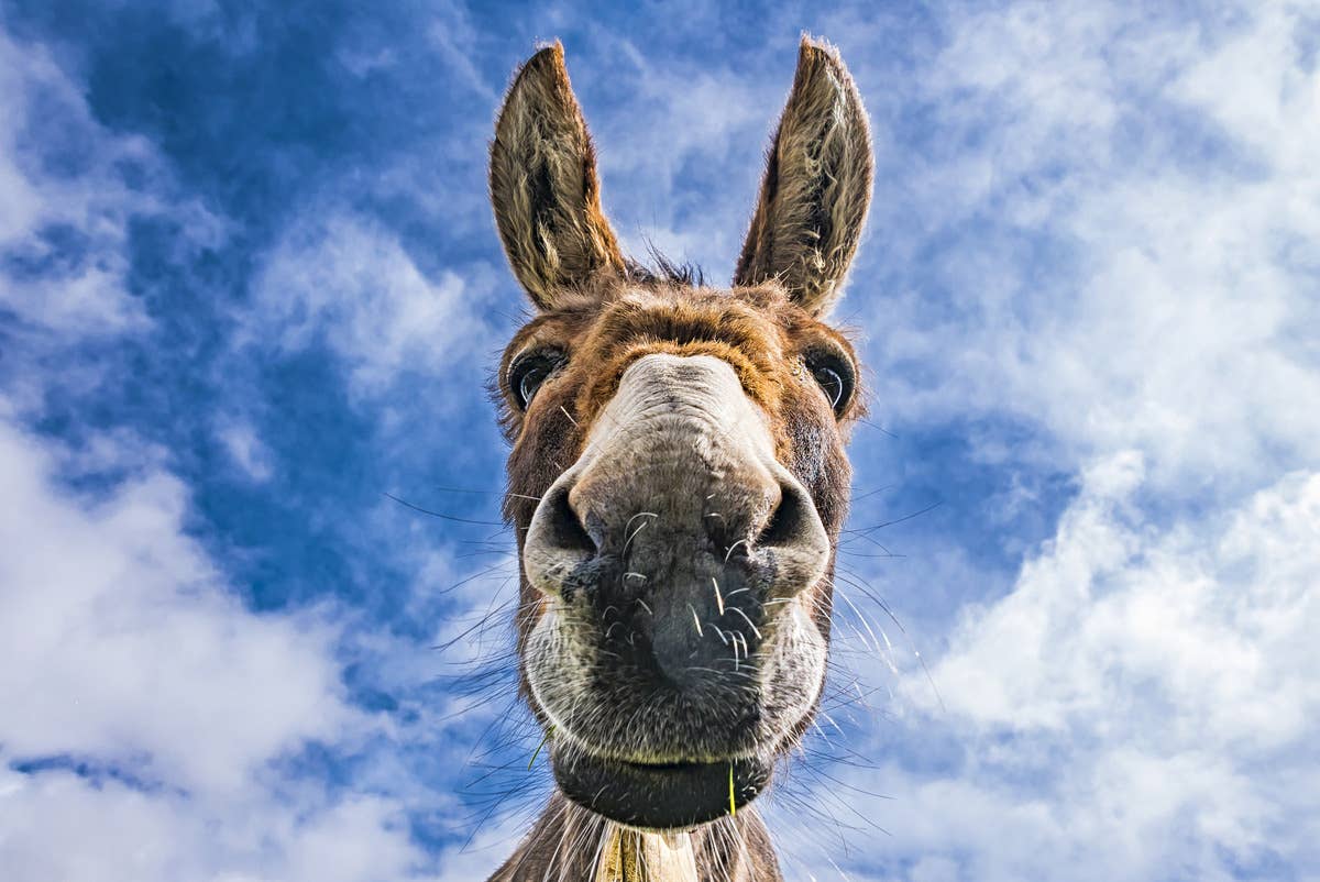 Donkey Full-on Pouts Over Being ‘On a Diet’ and We Totally Get It ...