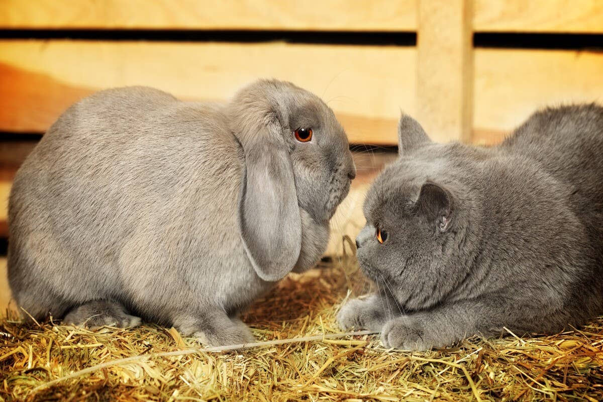 British Rabbit Zoochat Adorable British Shorthair Cats Go Kayaking for the First Time and ...